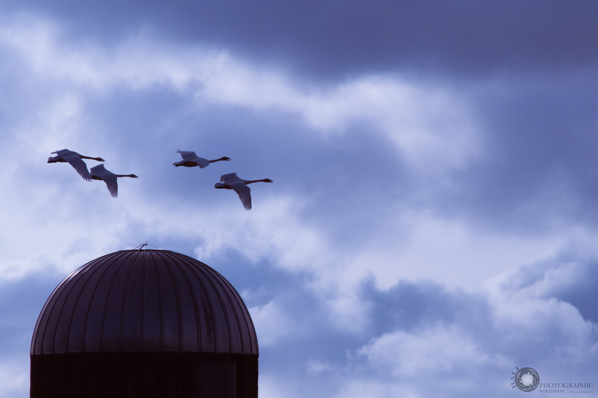 Nikon D90 + AF Zoom-Nikkor 75-300mm f/4.5-5.6 sample photo. Swans over silo photography