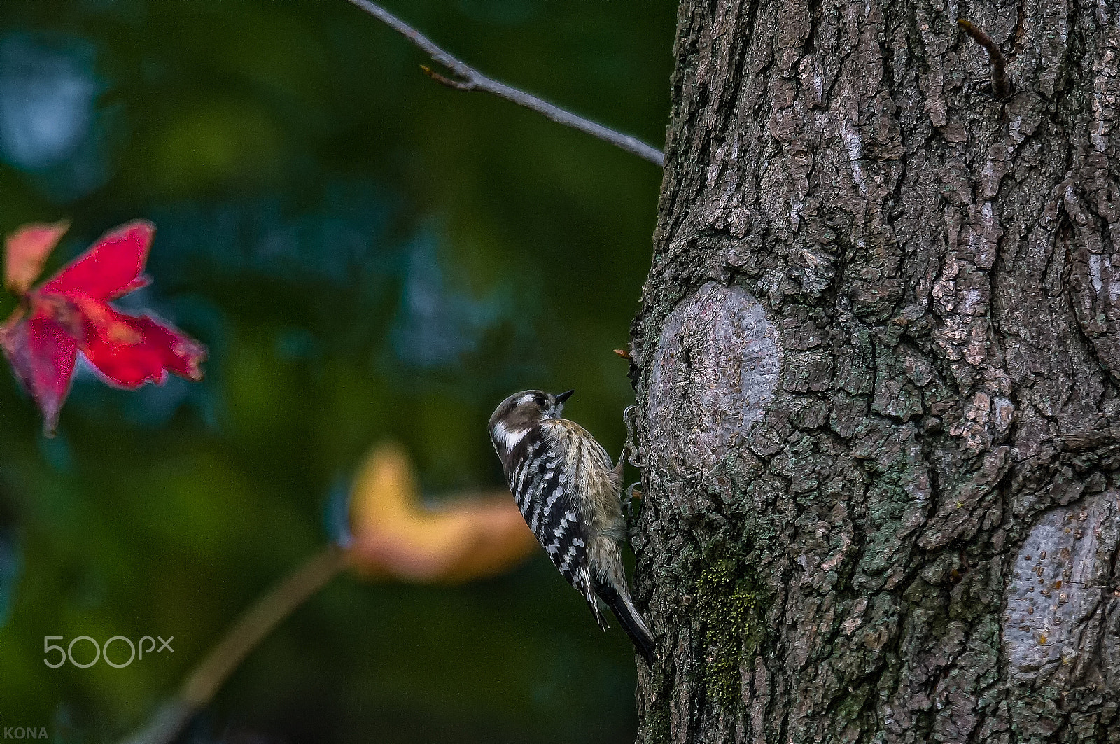 Nikon AF-S Nikkor 400mm F2.8G ED VR II sample photo. 30462106596.kogera photography