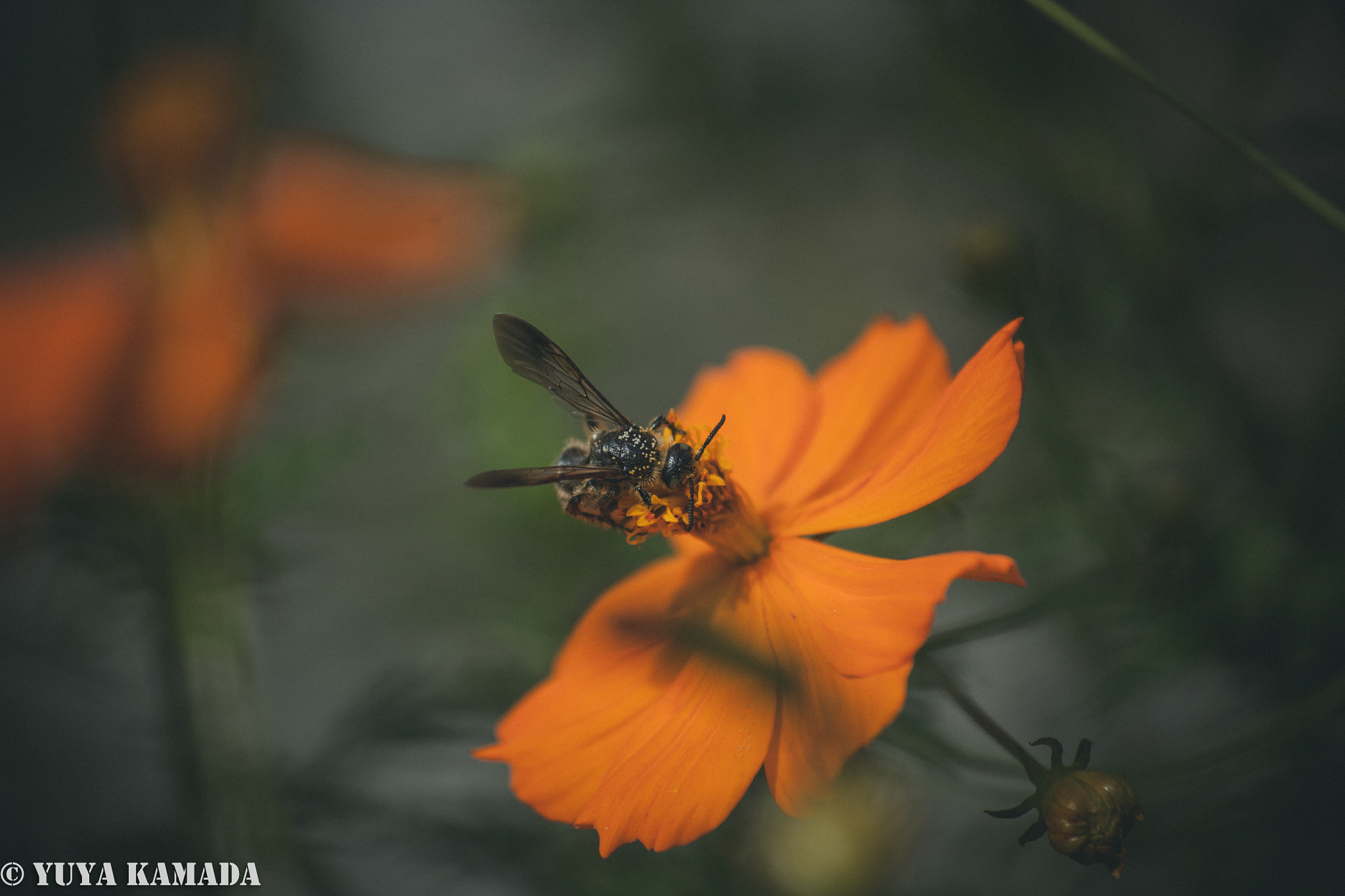 Canon EF 35-80mm f/4-5.6 sample photo. Bee photography