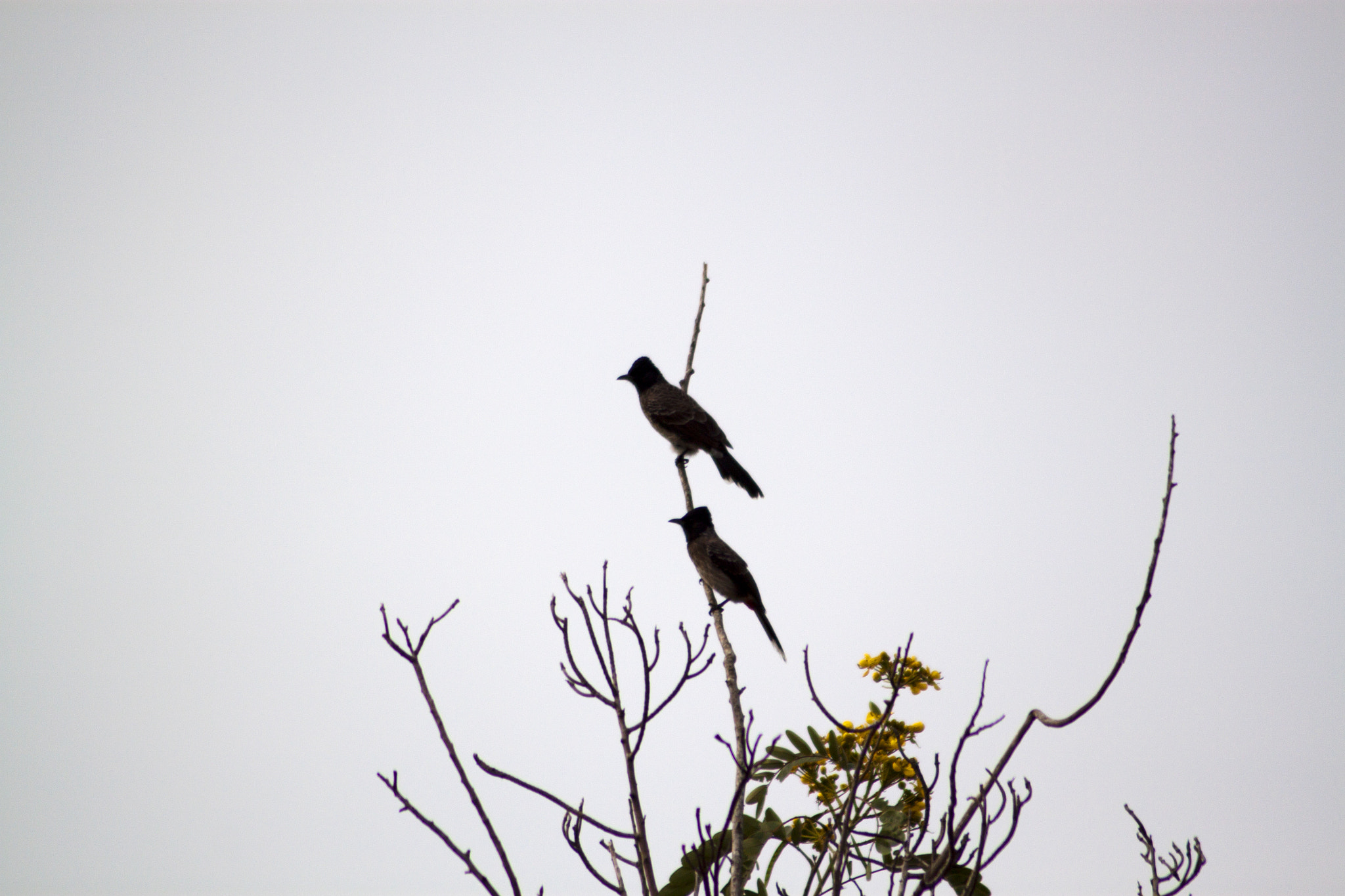 Canon EOS 500D (EOS Rebel T1i / EOS Kiss X3) sample photo. Lonely twins...  photography