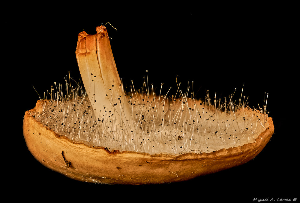 Sony ILCA-77M2 sample photo. Mushroom and new life photography