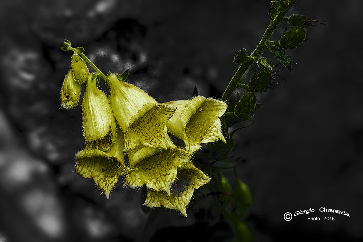 Sigma APO Macro 150mm f/2.8 EX DG HSM sample photo. Digitalis grandiflora photography
