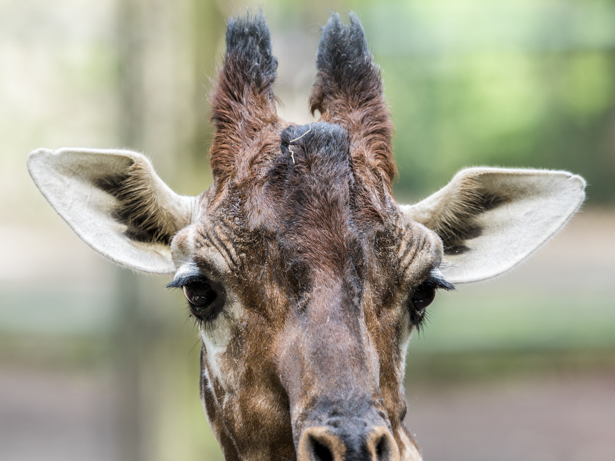 Nikon AF-S Nikkor 400mm F2.8E FL ED VR sample photo. Giraffe photography