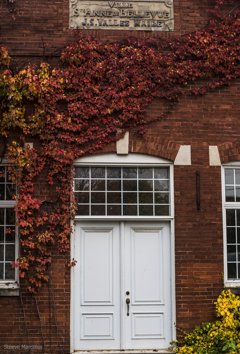 Pentax K-50 sample photo. Leaves and brick wall photography