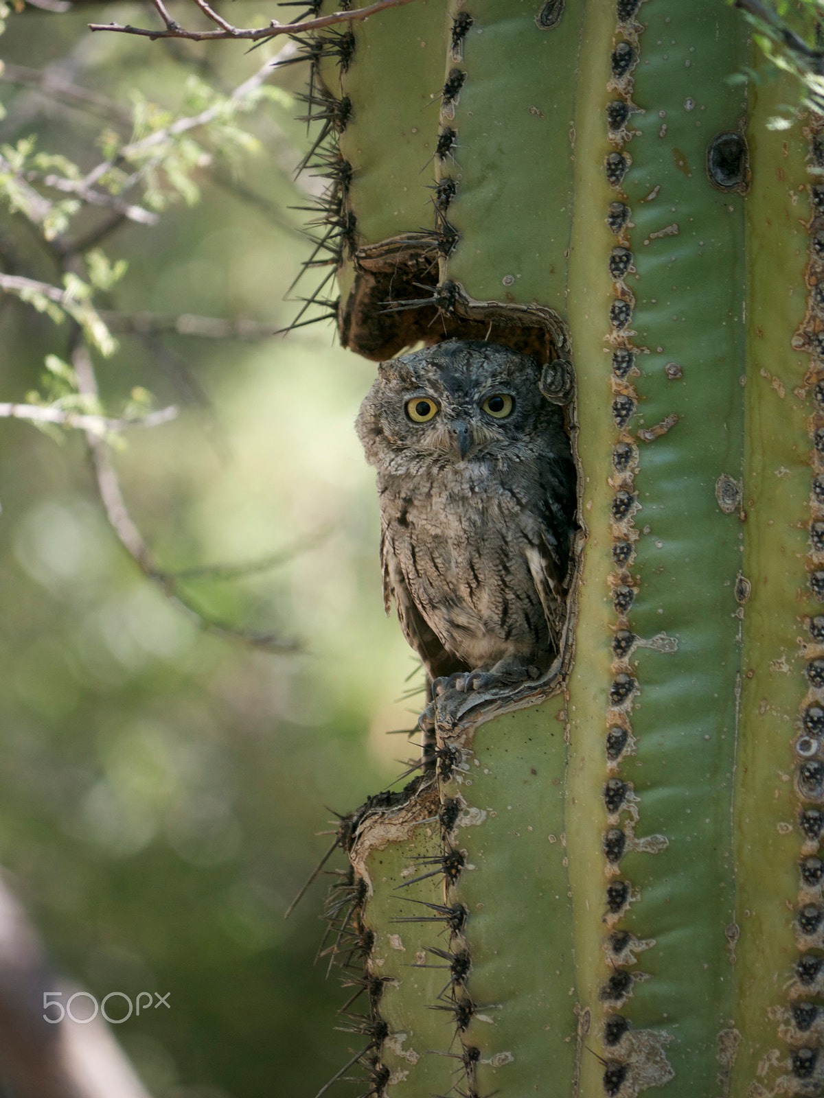 Panasonic Lumix DMC-GH1 sample photo. Western screech owl photography