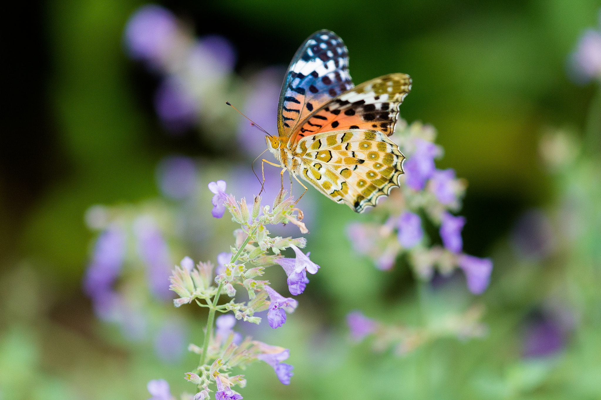 Canon EF 180mm F3.5L Macro USM sample photo. 蝶 photography