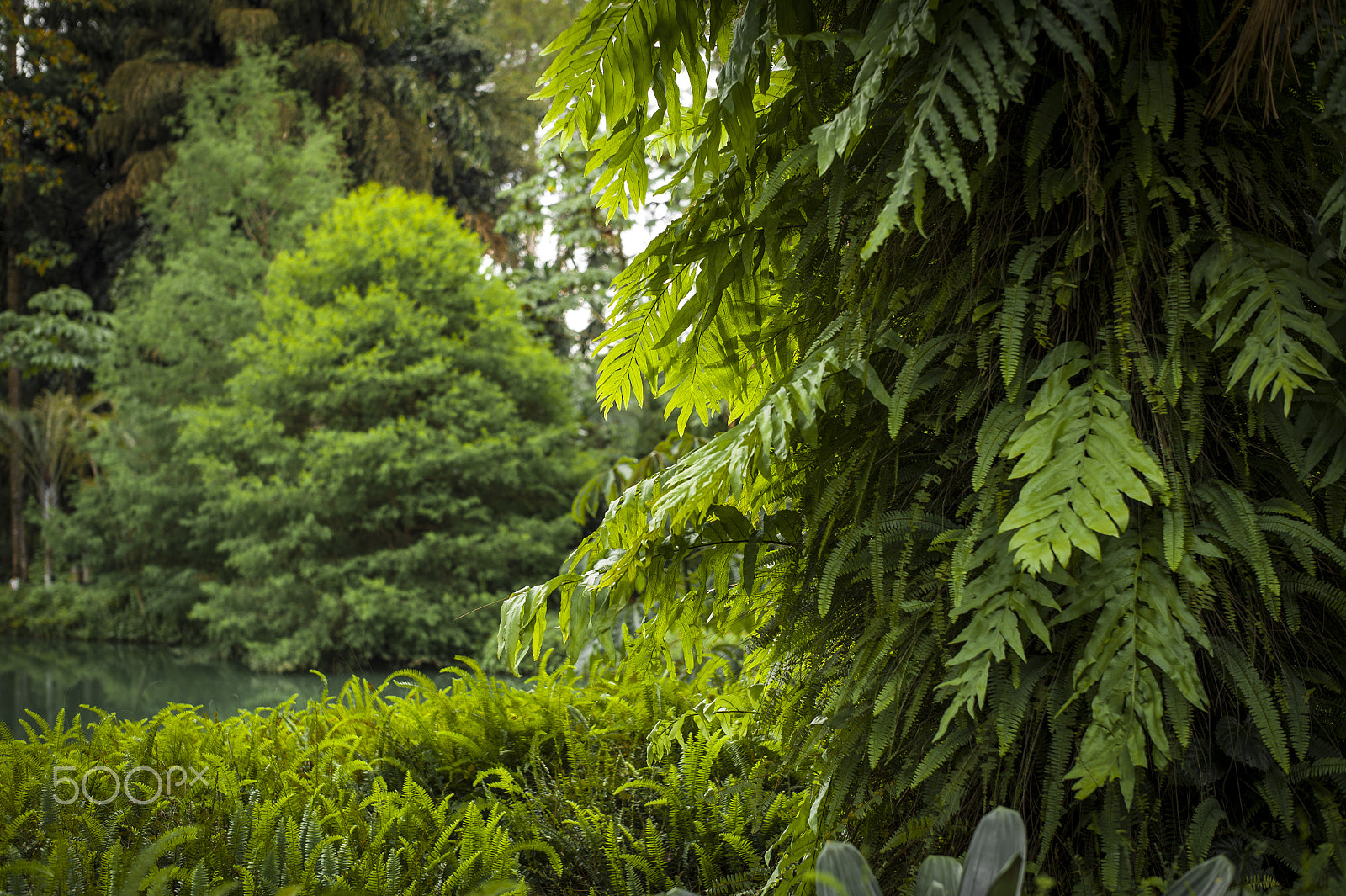 Leica M9 + Leica Summilux-M 50mm F1.4 ASPH sample photo. Inhotim brazil photography