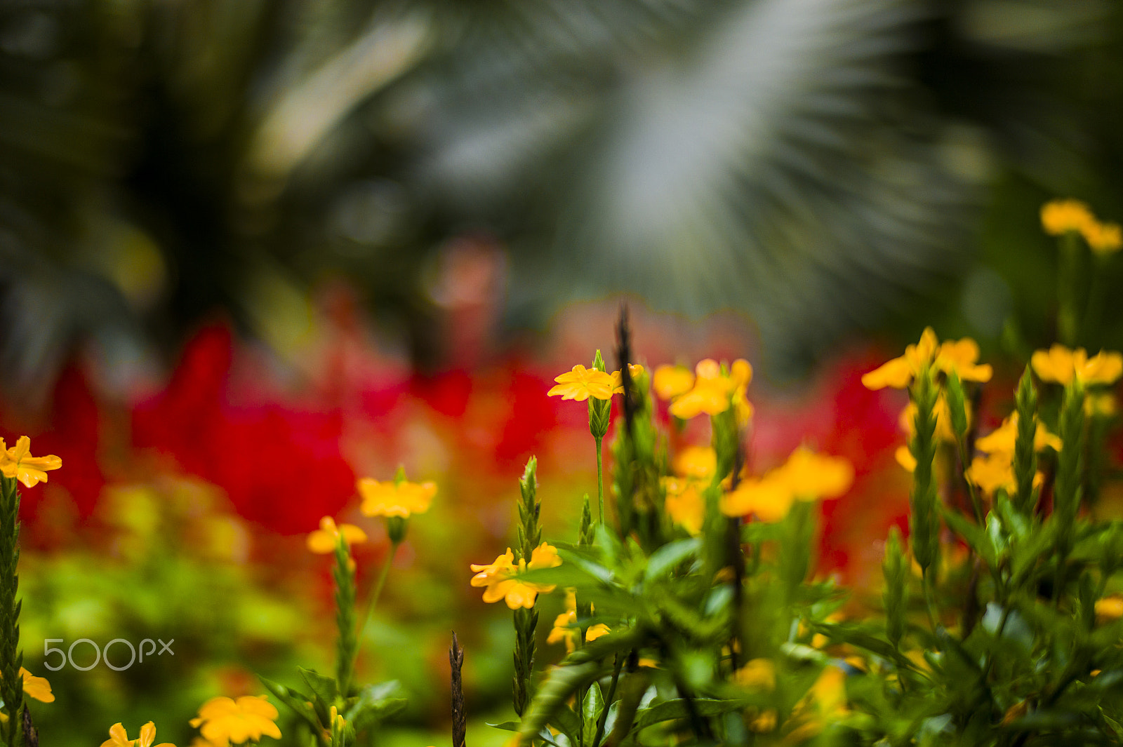 Leica M9 + Leica Summilux-M 50mm F1.4 ASPH sample photo. Inhotim brazil photography