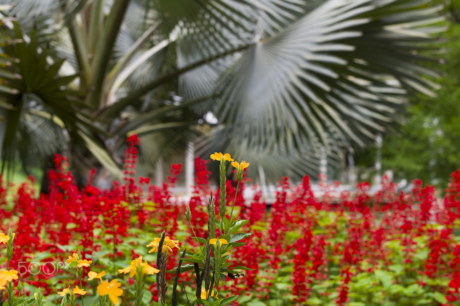 Leica M9 + Leica Summilux-M 50mm F1.4 ASPH sample photo. Inhotim brazil photography