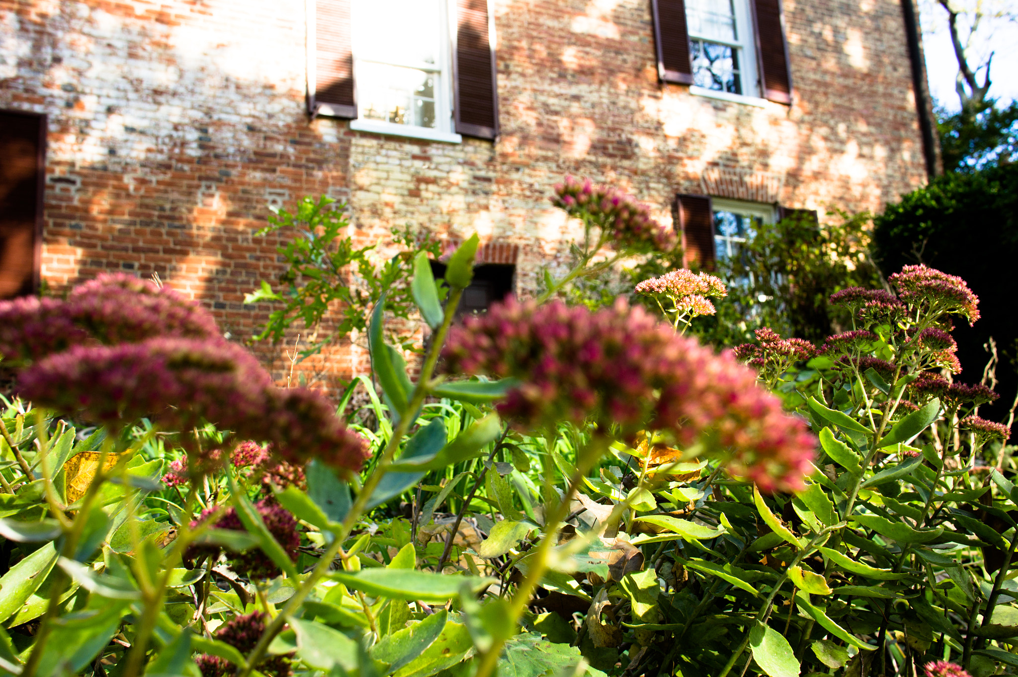 Sony Sonnar T* E 24mm F1.8 ZA sample photo. Mill house photography