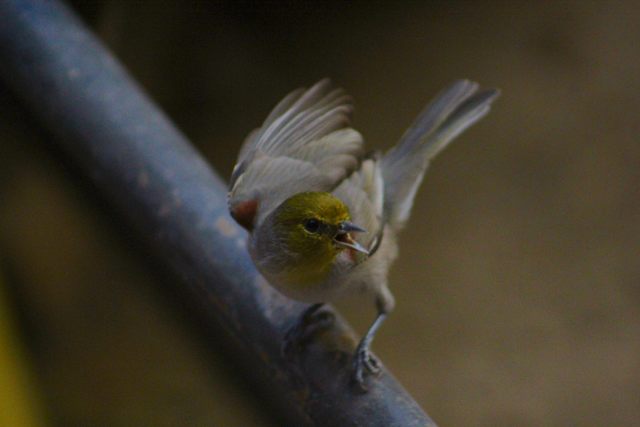 Canon EF75-300mm f/4-5.6 sample photo. Pajarillo photography
