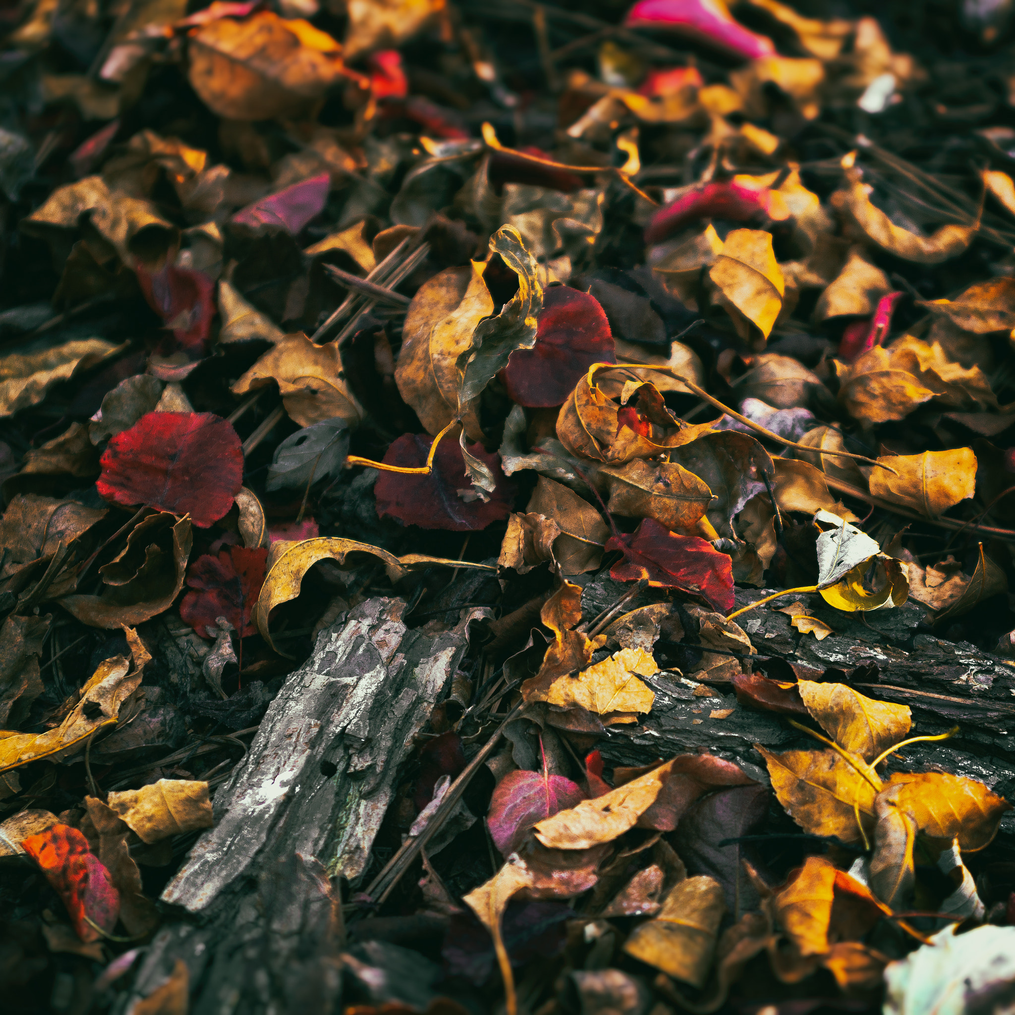 Canon EOS 400D (EOS Digital Rebel XTi / EOS Kiss Digital X) sample photo. Warm colors, autumn leaves photography