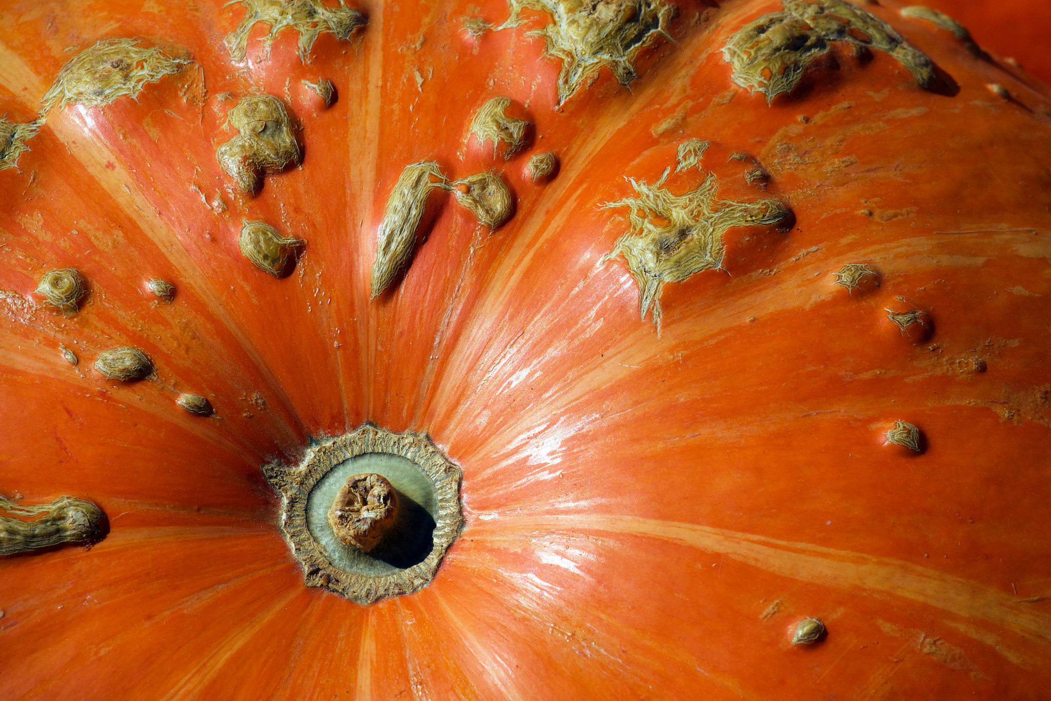 Sony 24-600mm F2.4-4.0 sample photo. Pumpkin or mars? photography