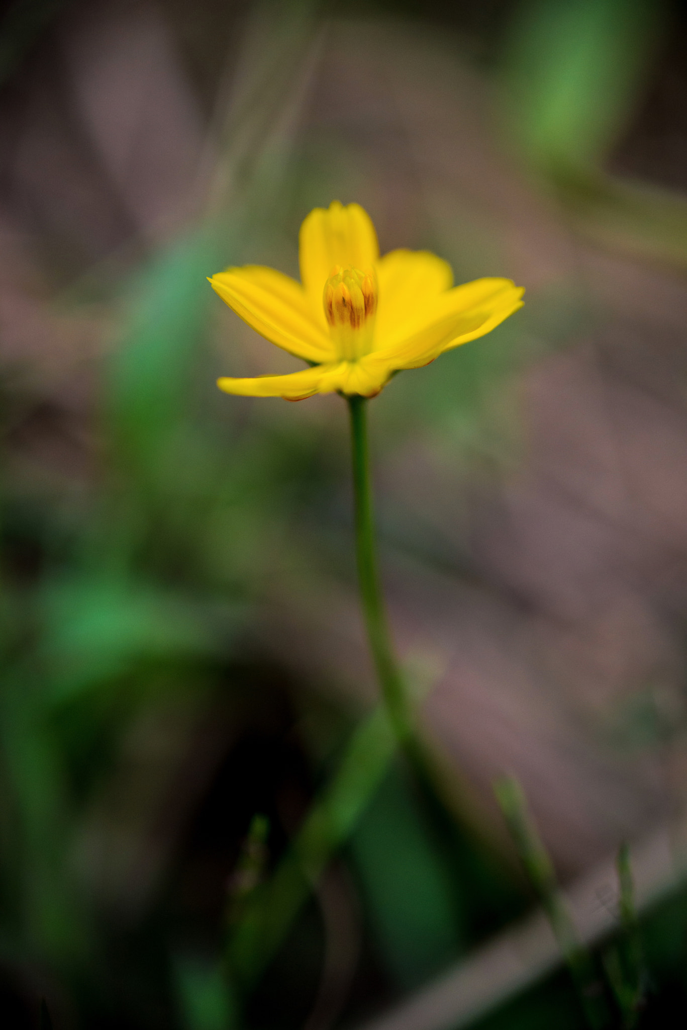 Nikon AF-S DX Micro Nikkor 40mm F2.8 sample photo