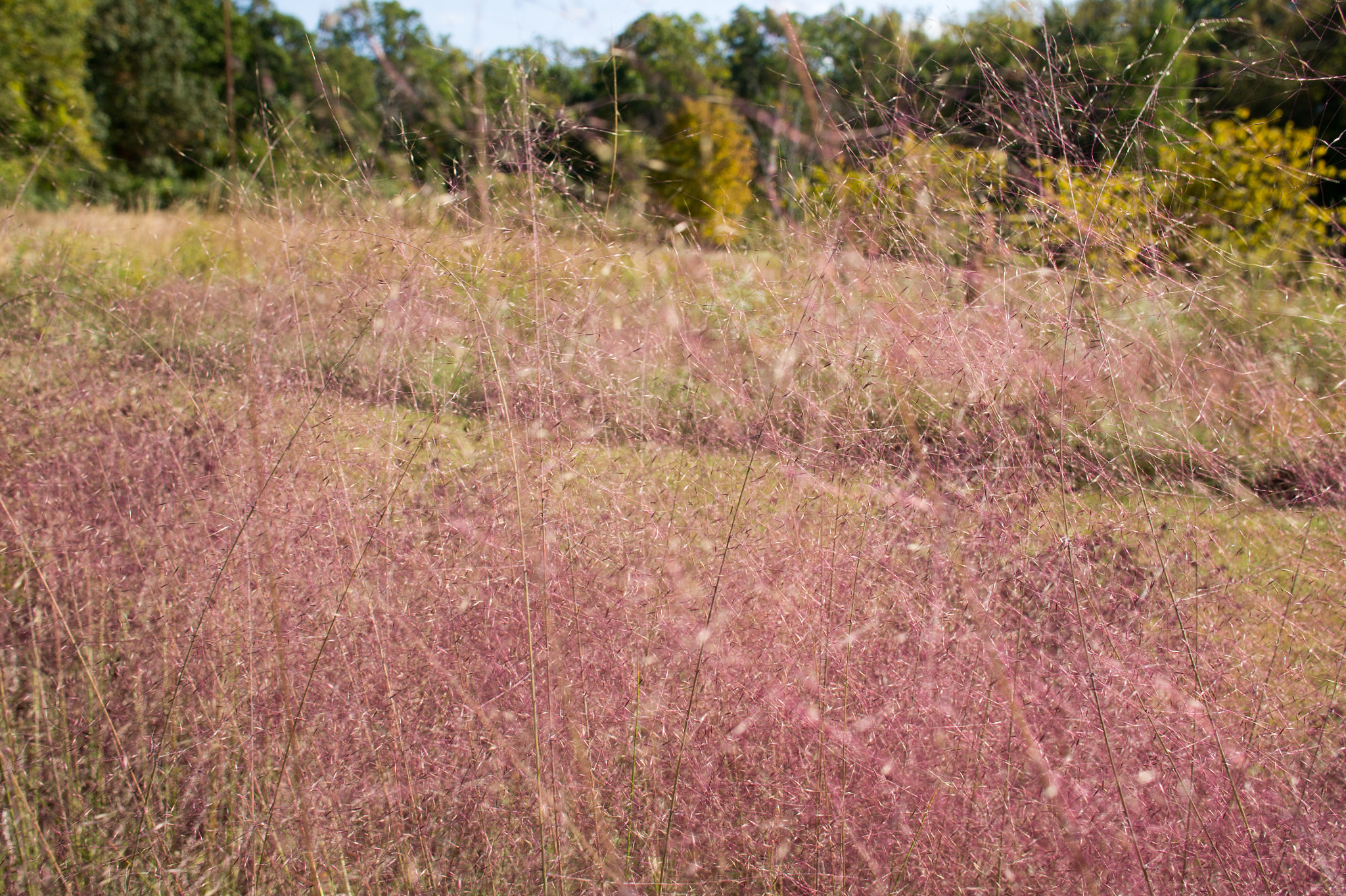 Sony Alpha NEX-5 + Sony Sonnar T* E 24mm F1.8 ZA sample photo. Pink grass photography