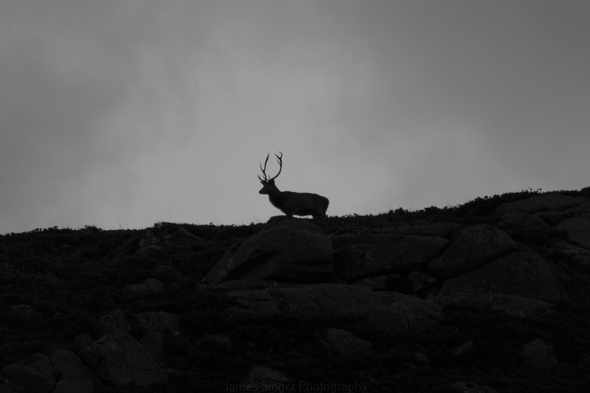 Canon EF 75-300mm f/4-5.6 USM sample photo. Red deer stag photography