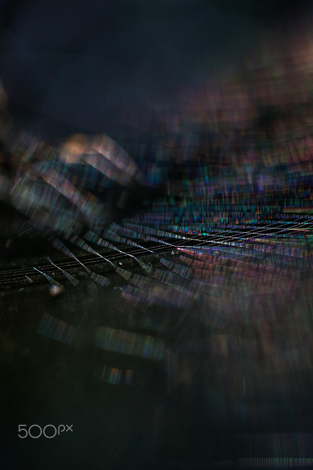 Sigma APO Macro 180mm F2.8 EX DG OS HSM sample photo. Spider's web photography
