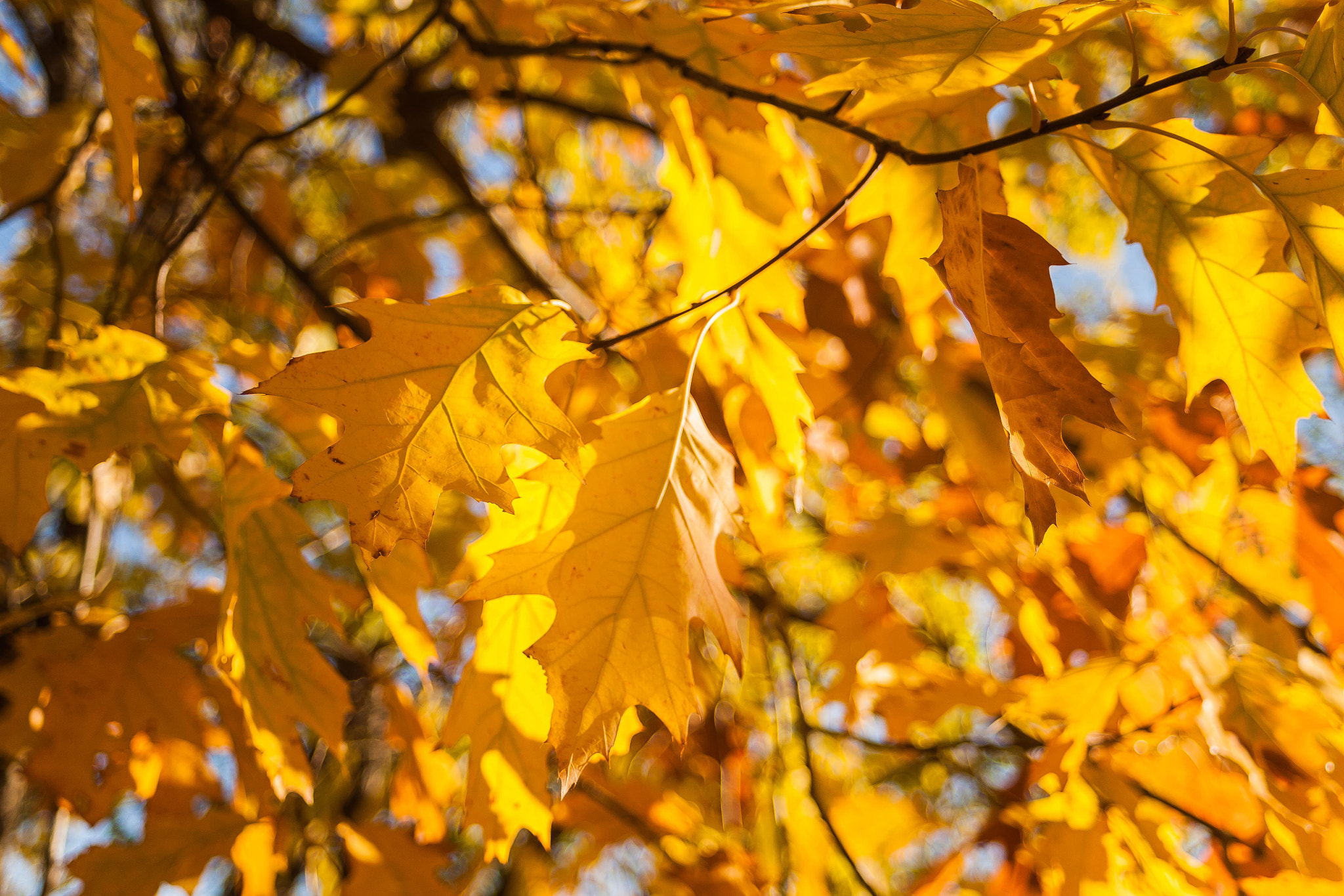 Canon EF 28-80mm f/3.5-5.6 sample photo. Fall colors  photography