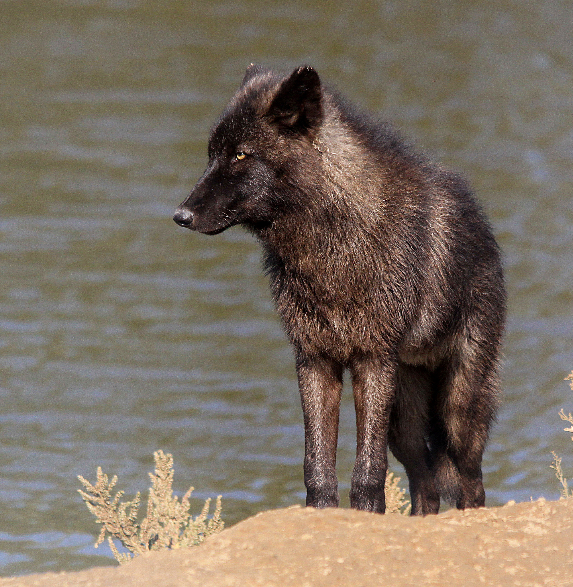 Sigma 150-500mm F5-6.3 DG OS HSM sample photo. Timber wolf photography