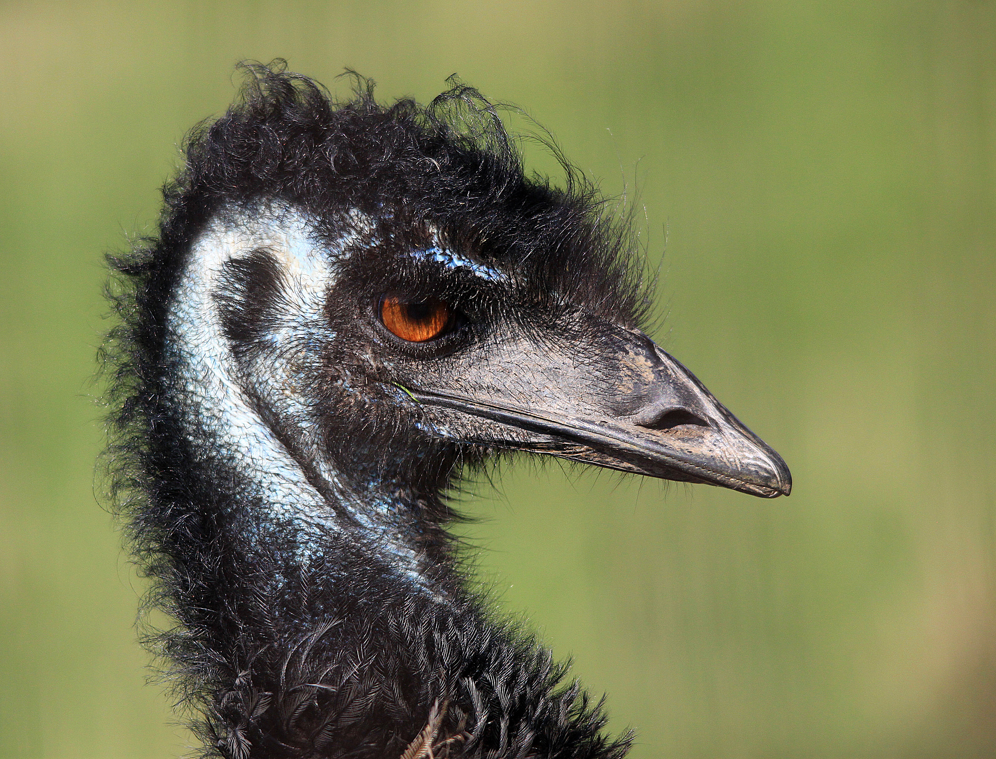 Sigma 150-500mm F5-6.3 DG OS HSM sample photo. Emu photography