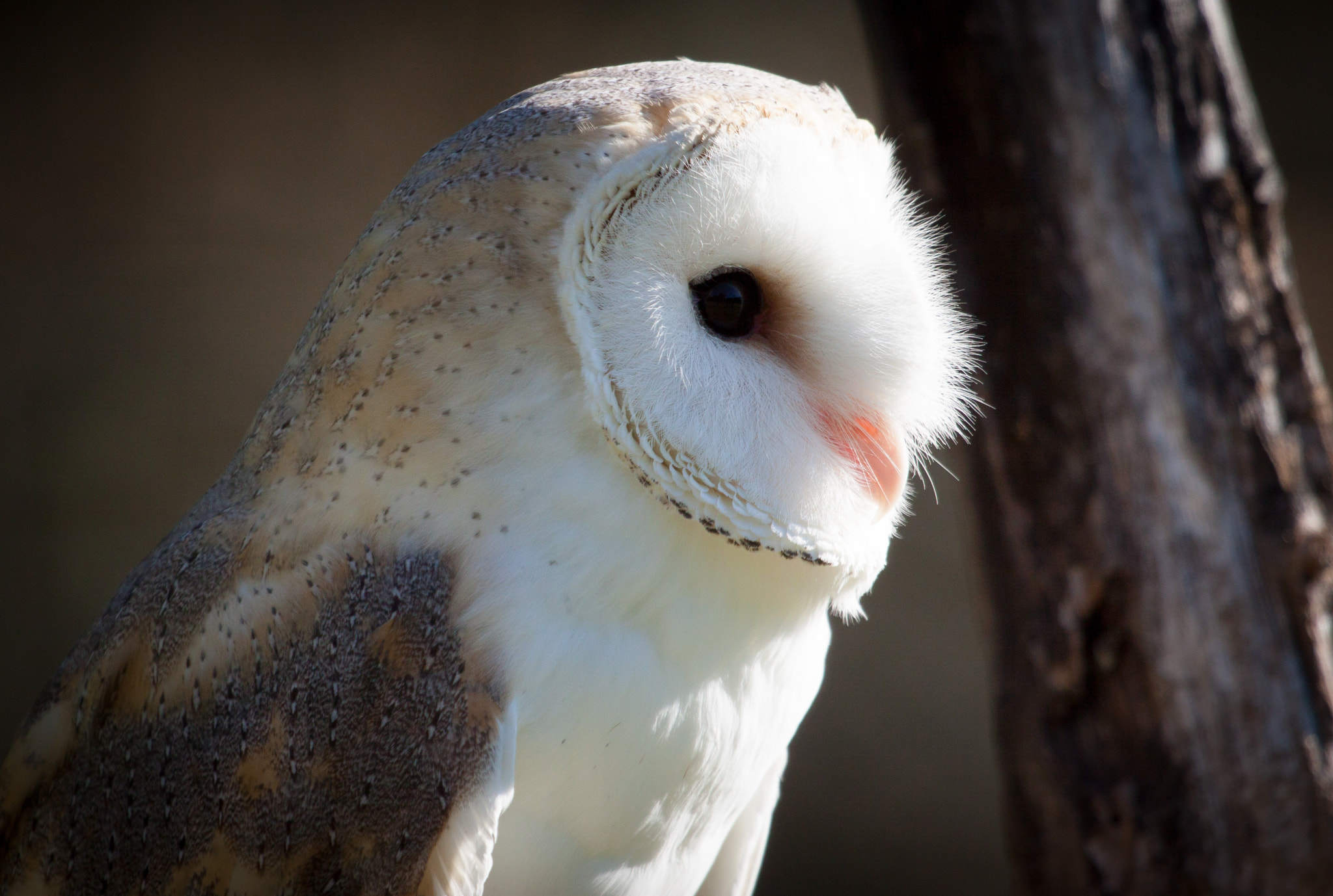 Canon EF 100-400mm F4.5-5.6L IS USM sample photo. Snowy owl photography