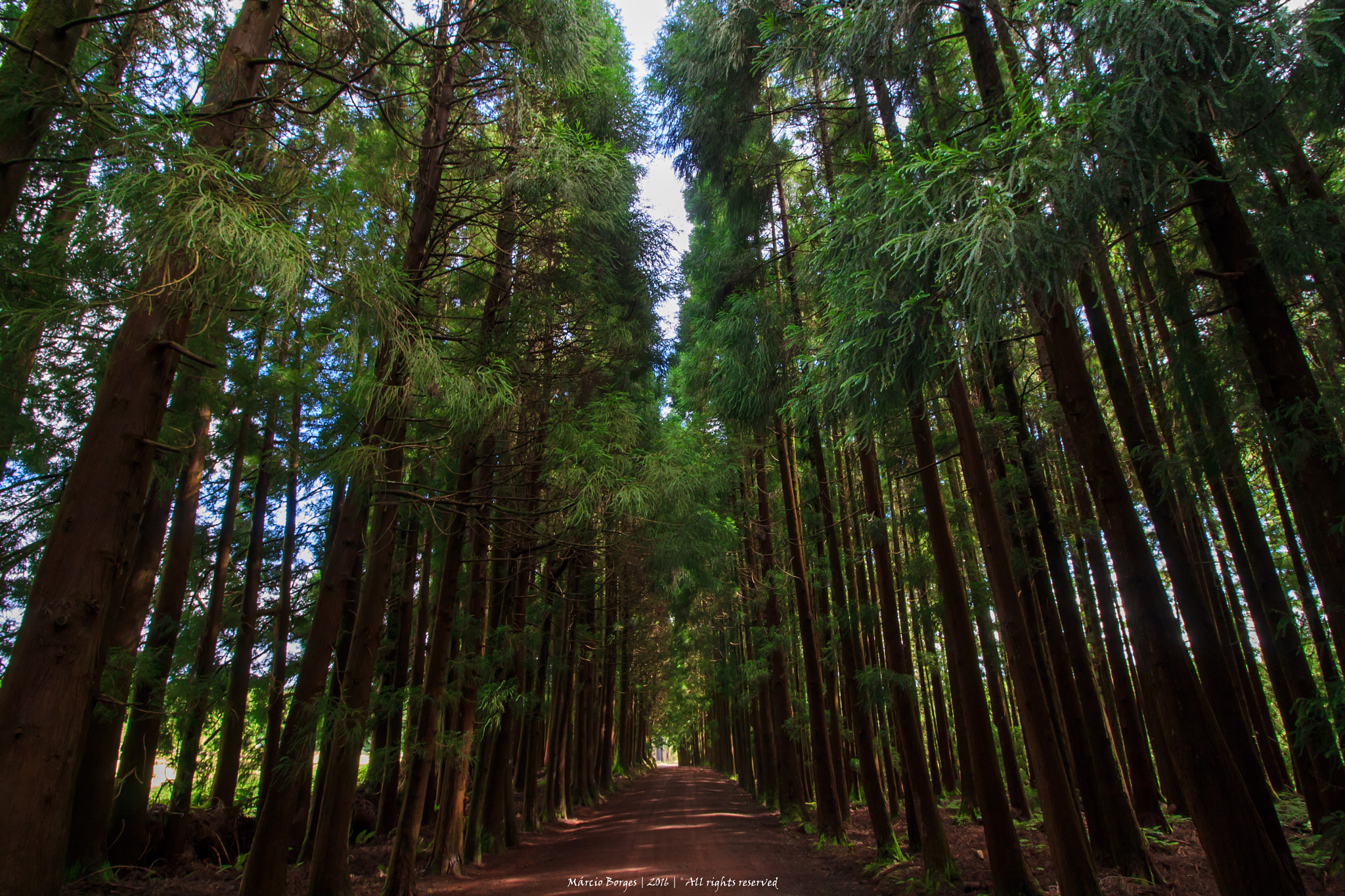 Canon EOS 1000D (EOS Digital Rebel XS / EOS Kiss F) sample photo. Road tree photography