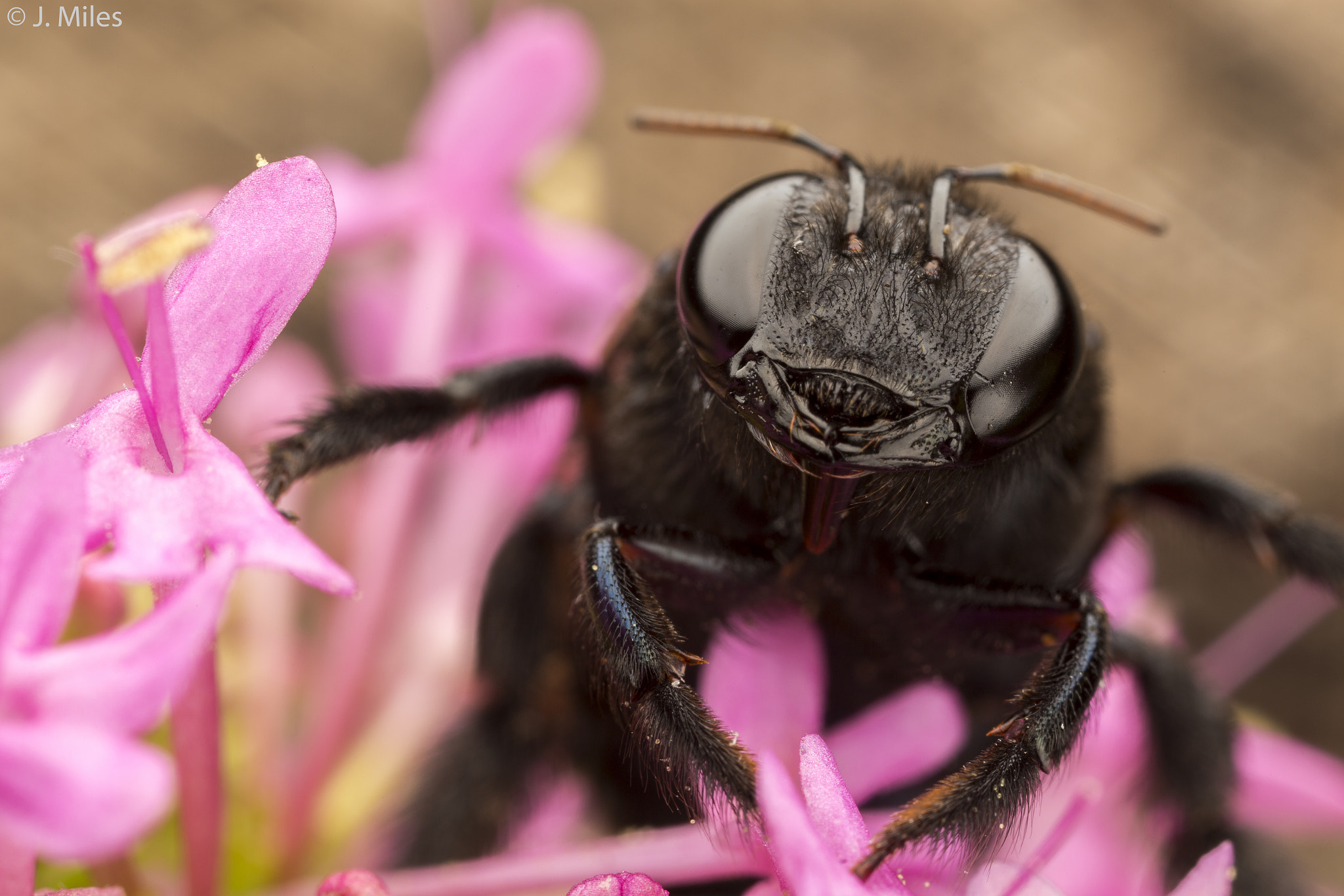 Canon MP-E 65mm F2.5 1-5x Macro Photo sample photo. Whatsuuup!!! photography