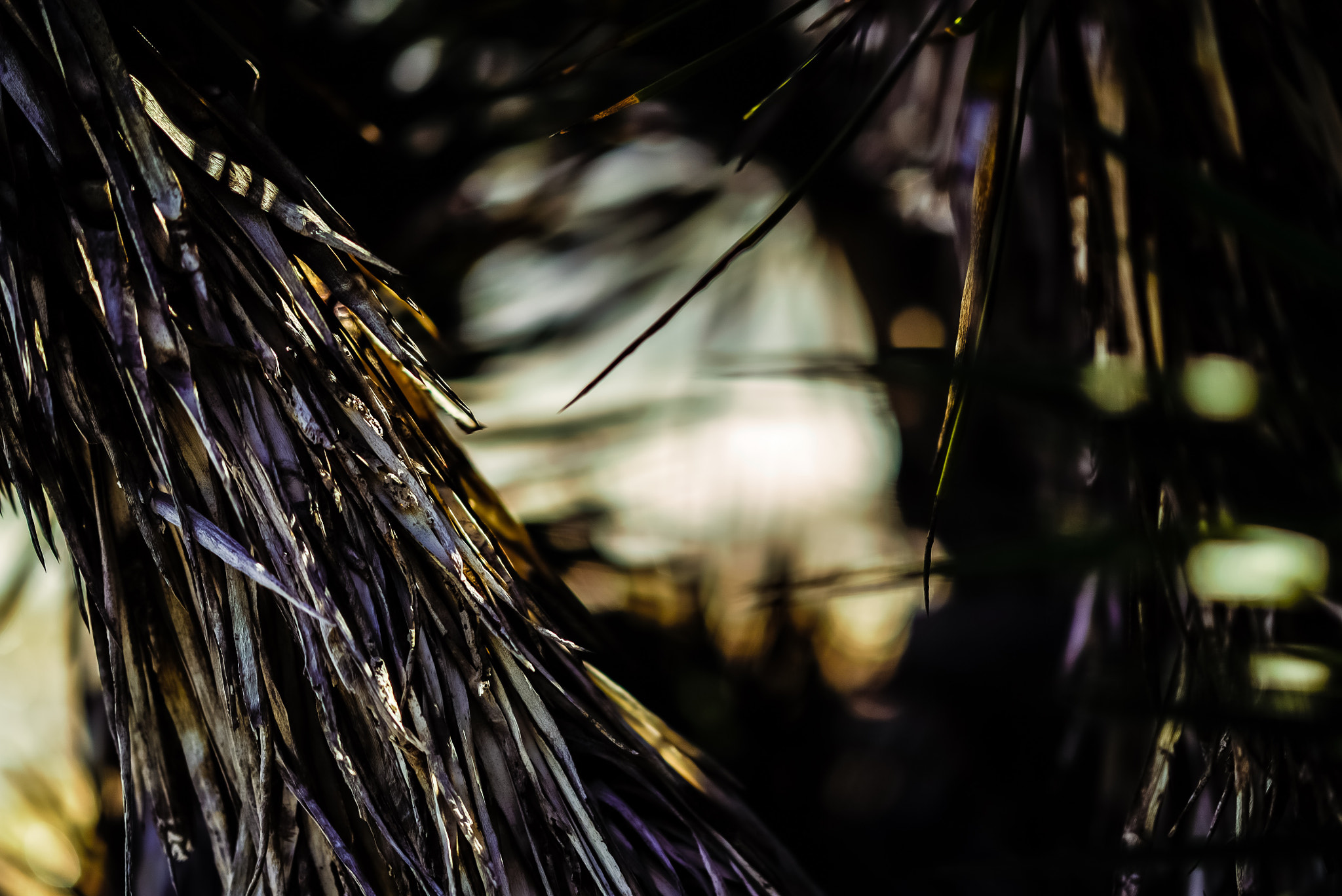 Sony FE 85mm F1.4 GM sample photo. Seaside wild trees photography