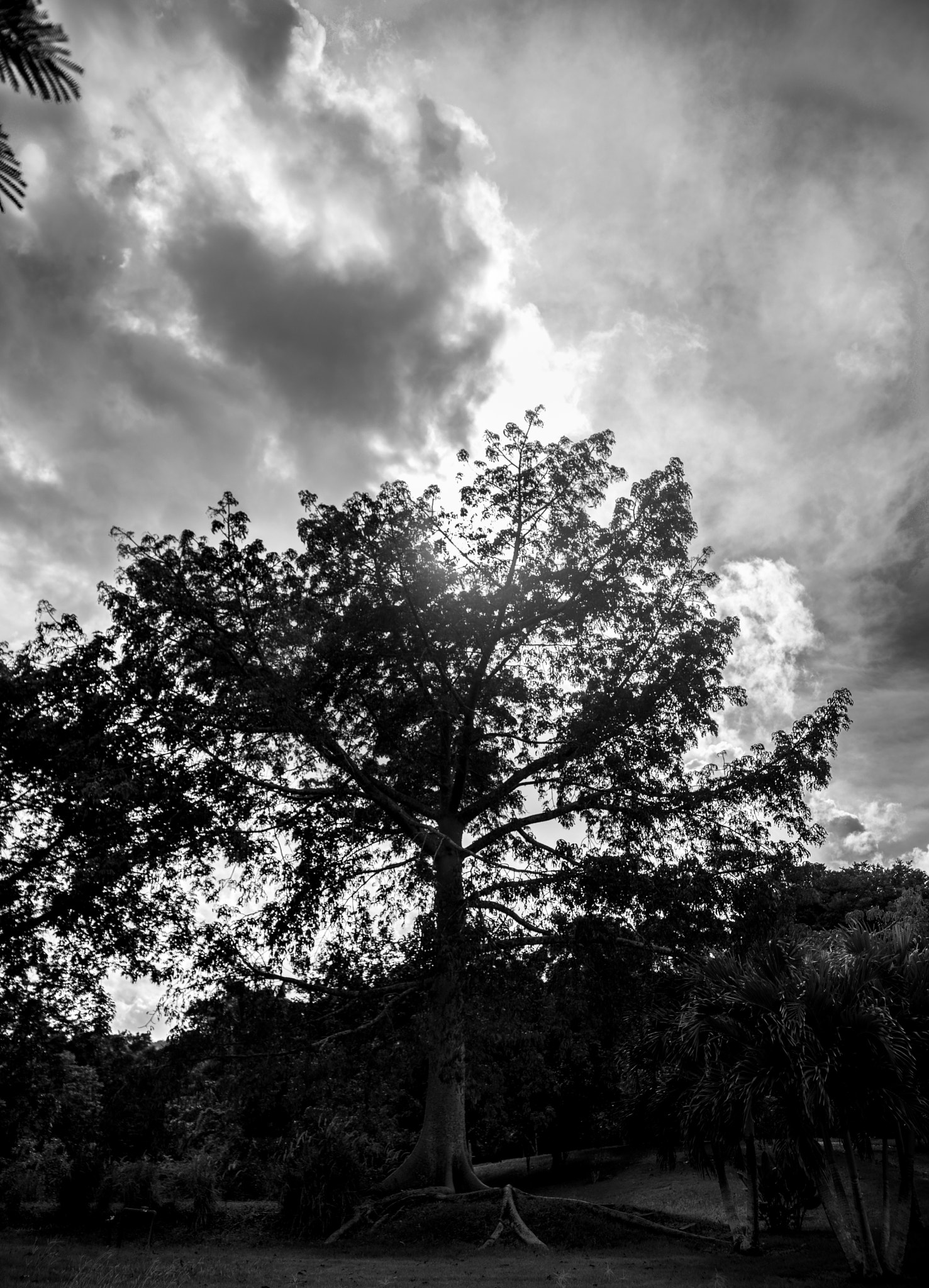 Sony Alpha DSLR-A850 sample photo. Light of hope photography