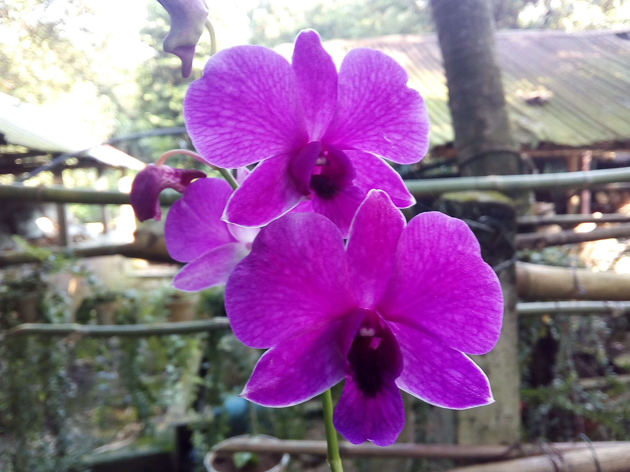 Symphony i10 sample photo. #beautiful_flowers photography