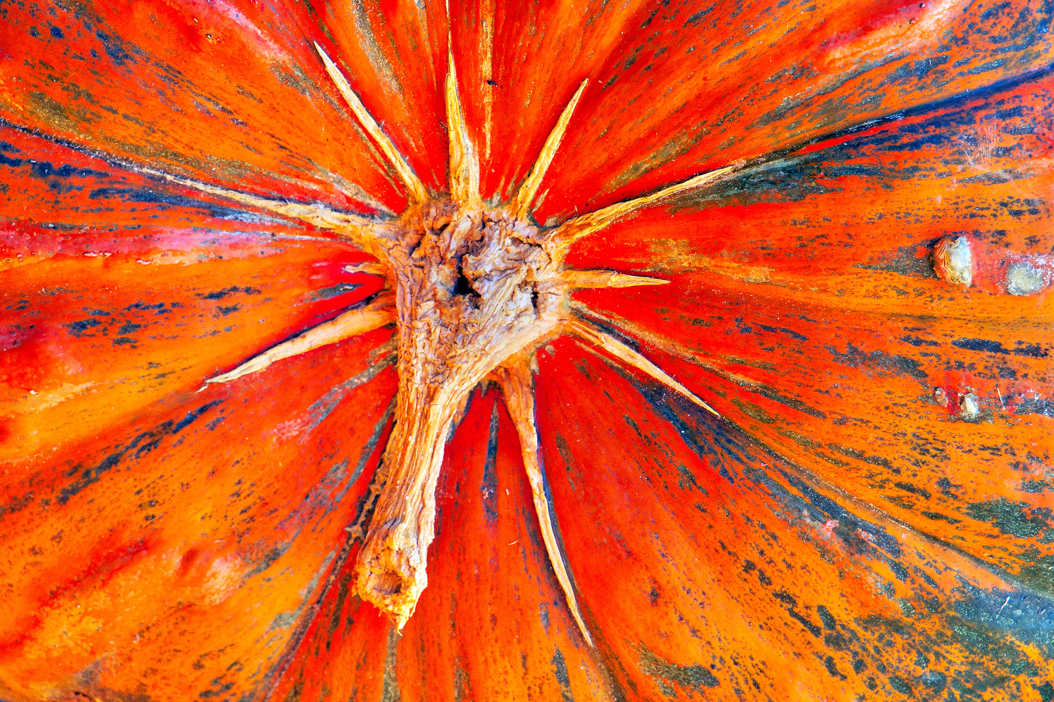 Sony 24-600mm F2.4-4.0 sample photo. Pumpkin photography