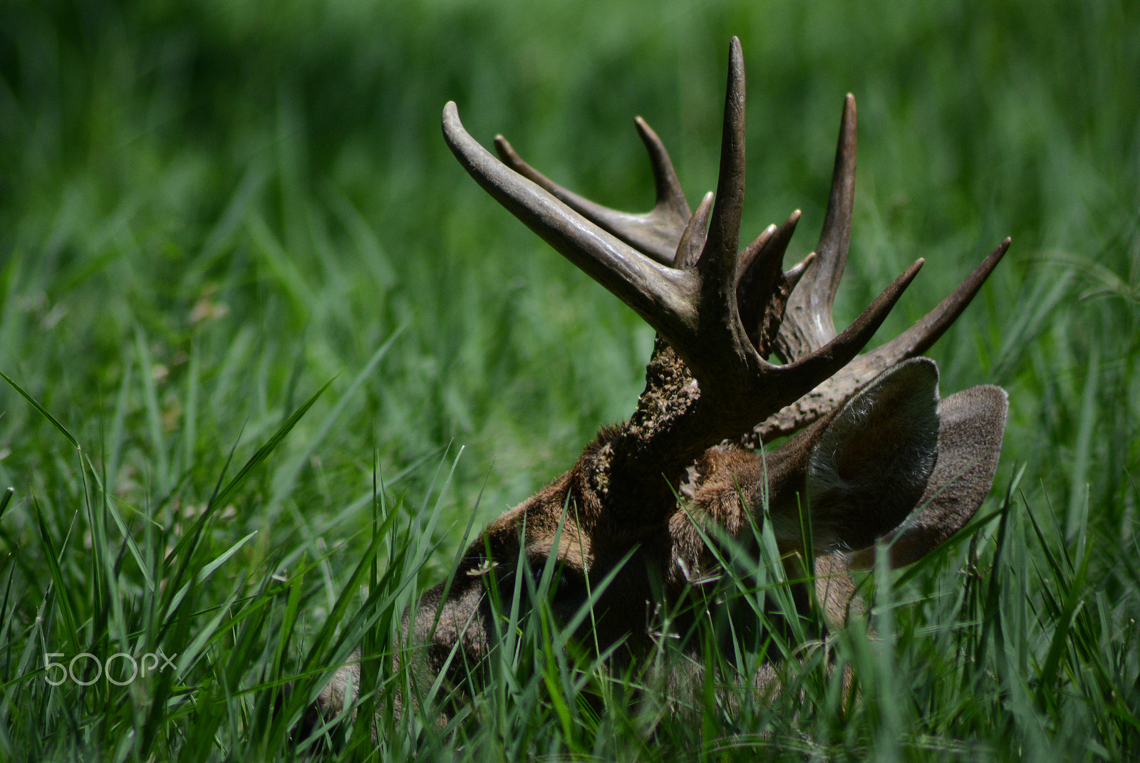 Nikon AF Nikkor 70-300mm F4-5.6G sample photo. Antlers photography