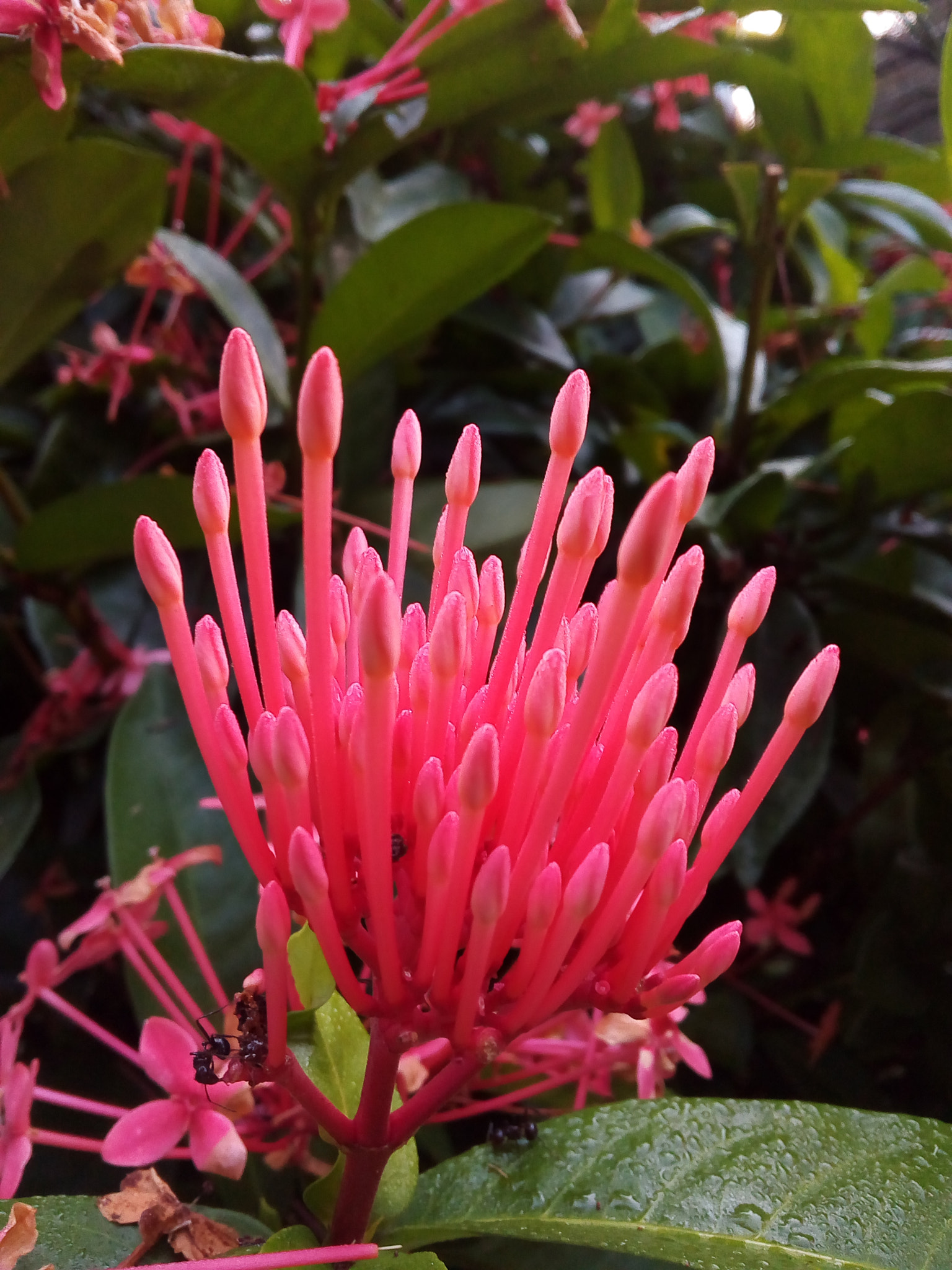 Symphony i10 sample photo. #beautiful_flowers photography