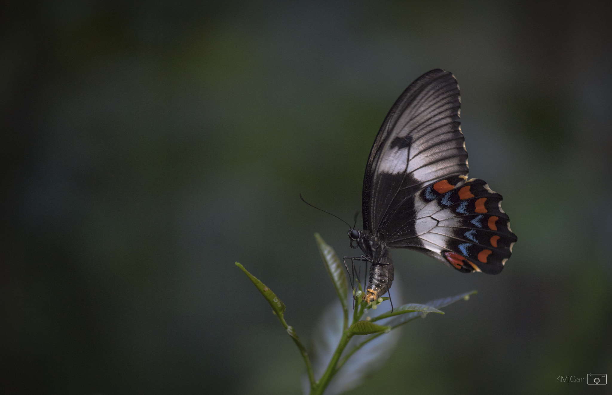 Nikon D5 + Nikon AF-S Micro-Nikkor 105mm F2.8G IF-ED VR sample photo. Butterfly photography