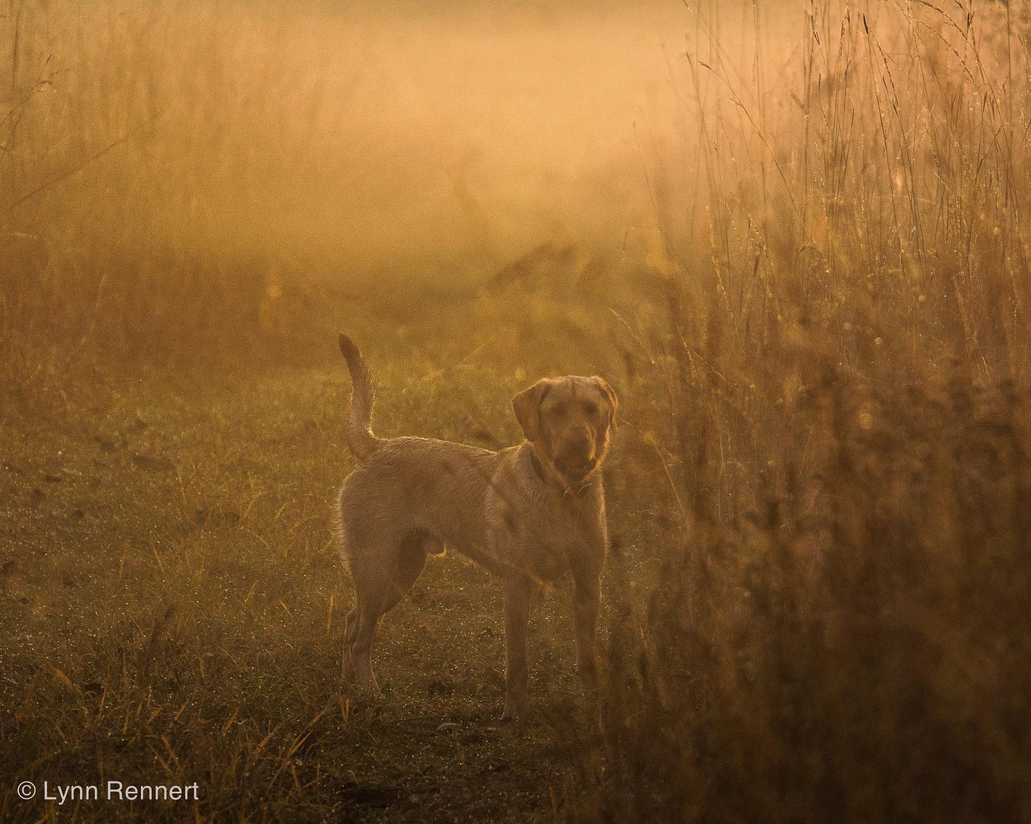 Sony ILCA-77M2 + Tamron SP 150-600mm F5-6.3 Di VC USD sample photo. The hunter photography