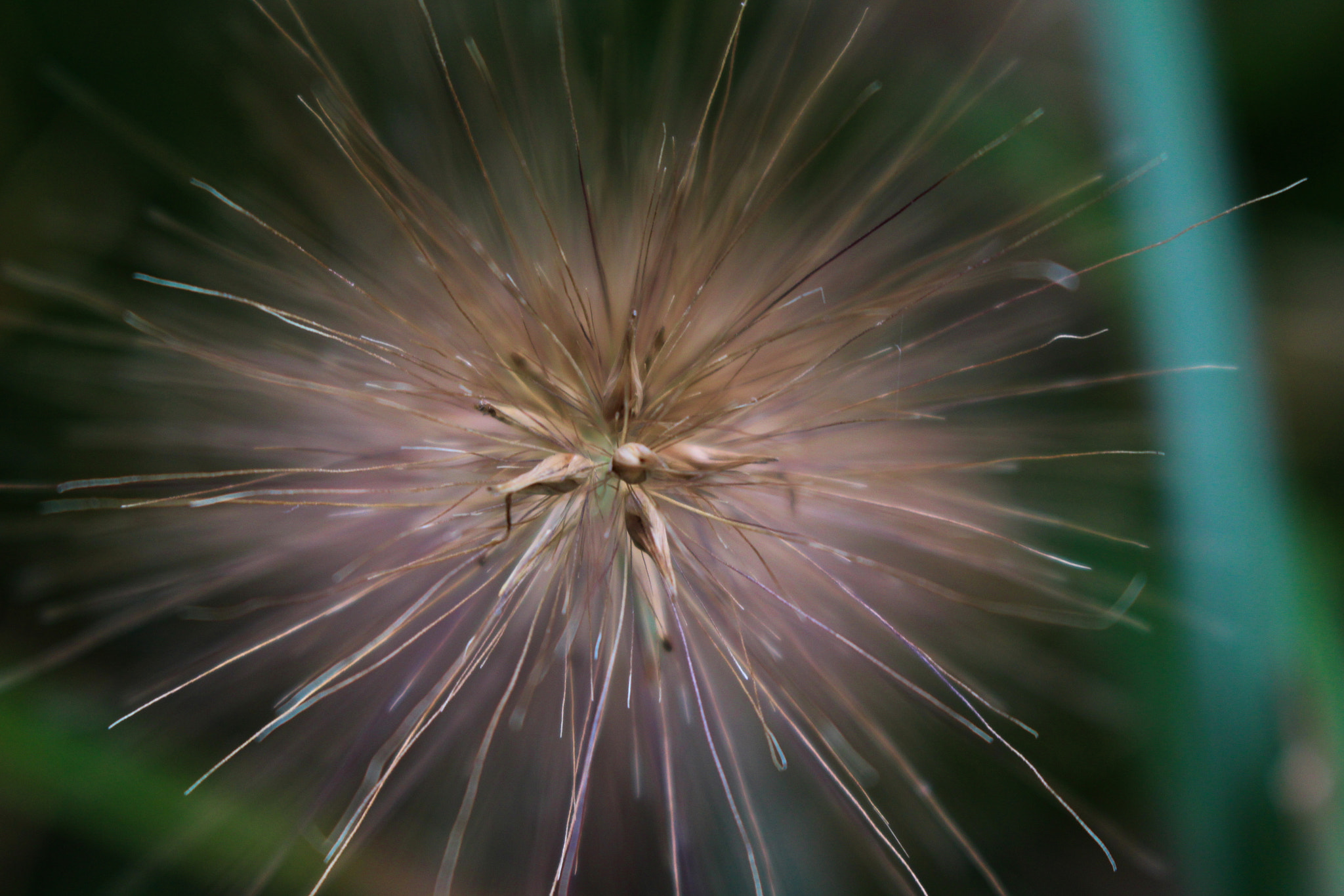 Canon EOS 700D (EOS Rebel T5i / EOS Kiss X7i) sample photo. Garden of autumn photography