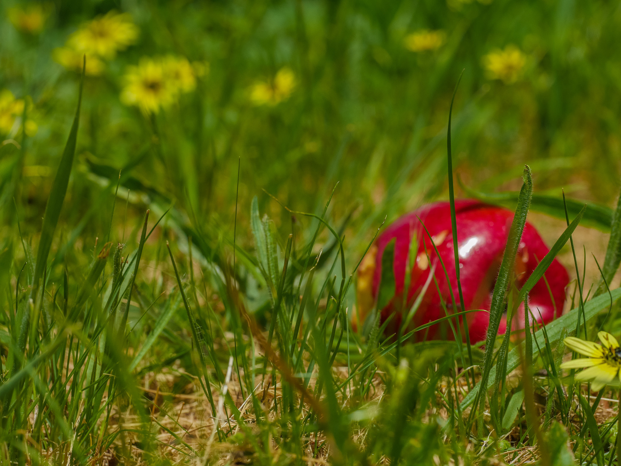 Panasonic DMC-GM1S sample photo. Discarded - half eaten apple discarded in a field of dandelions photography