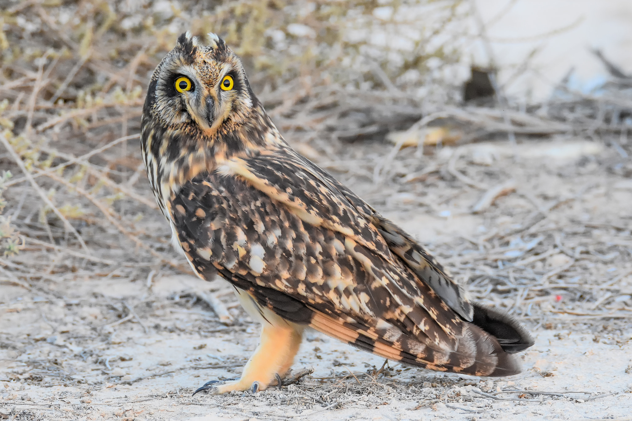 Sigma 150-600mm F5-6.3 DG OS HSM | S sample photo. Short-eared owl  photography