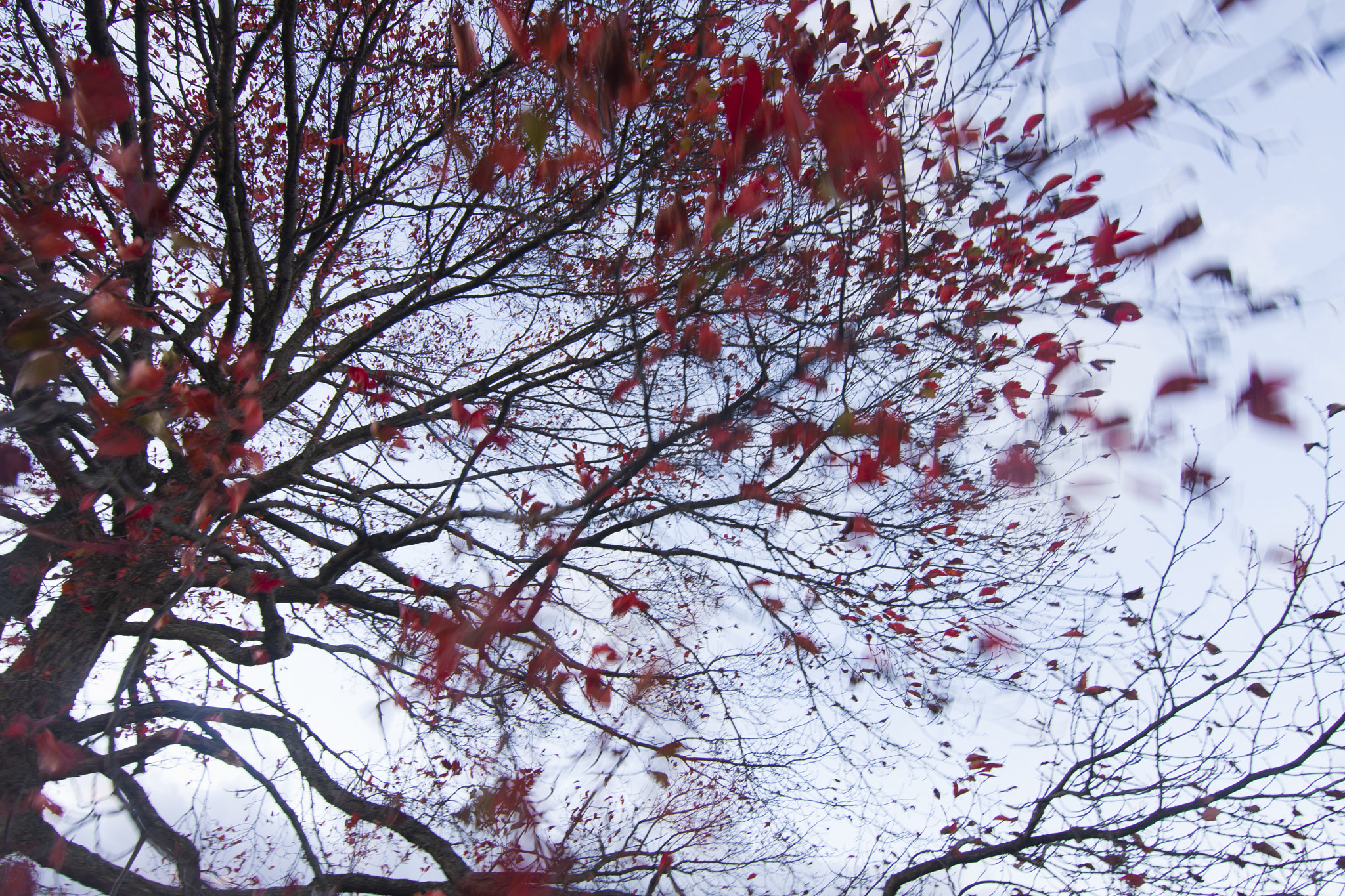 Canon EOS 40D sample photo. The free mind........ photography