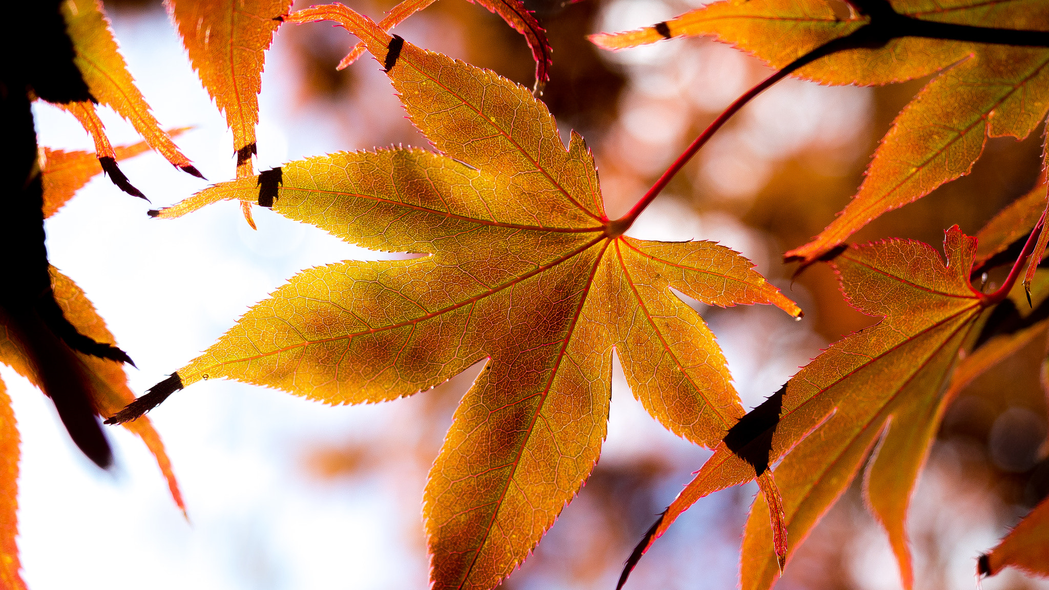 Panasonic Lumix DMC-GH4 + Olympus M.Zuiko Digital ED 12-40mm F2.8 Pro sample photo. The veins of autumn leaves photography