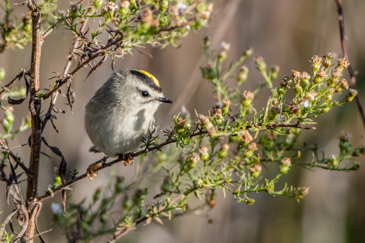 Canon EF 200-400mm F4L IS USM Extender 1.4x sample photo. Golden-crowned kinglet photography