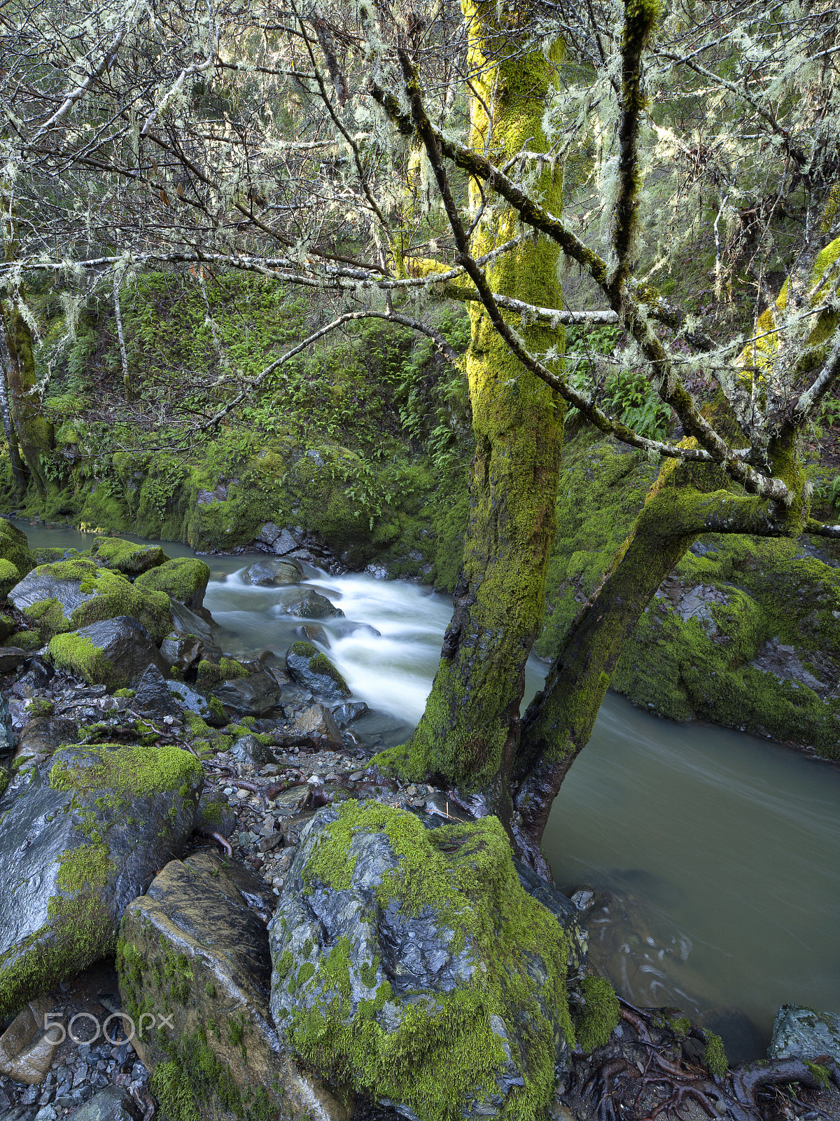 Canon EOS 5D Mark II + Canon TS-E 24.0mm f/3.5 L II sample photo. Trees covered in moss always fascinate me. i took this photograph near occidental, california. photography