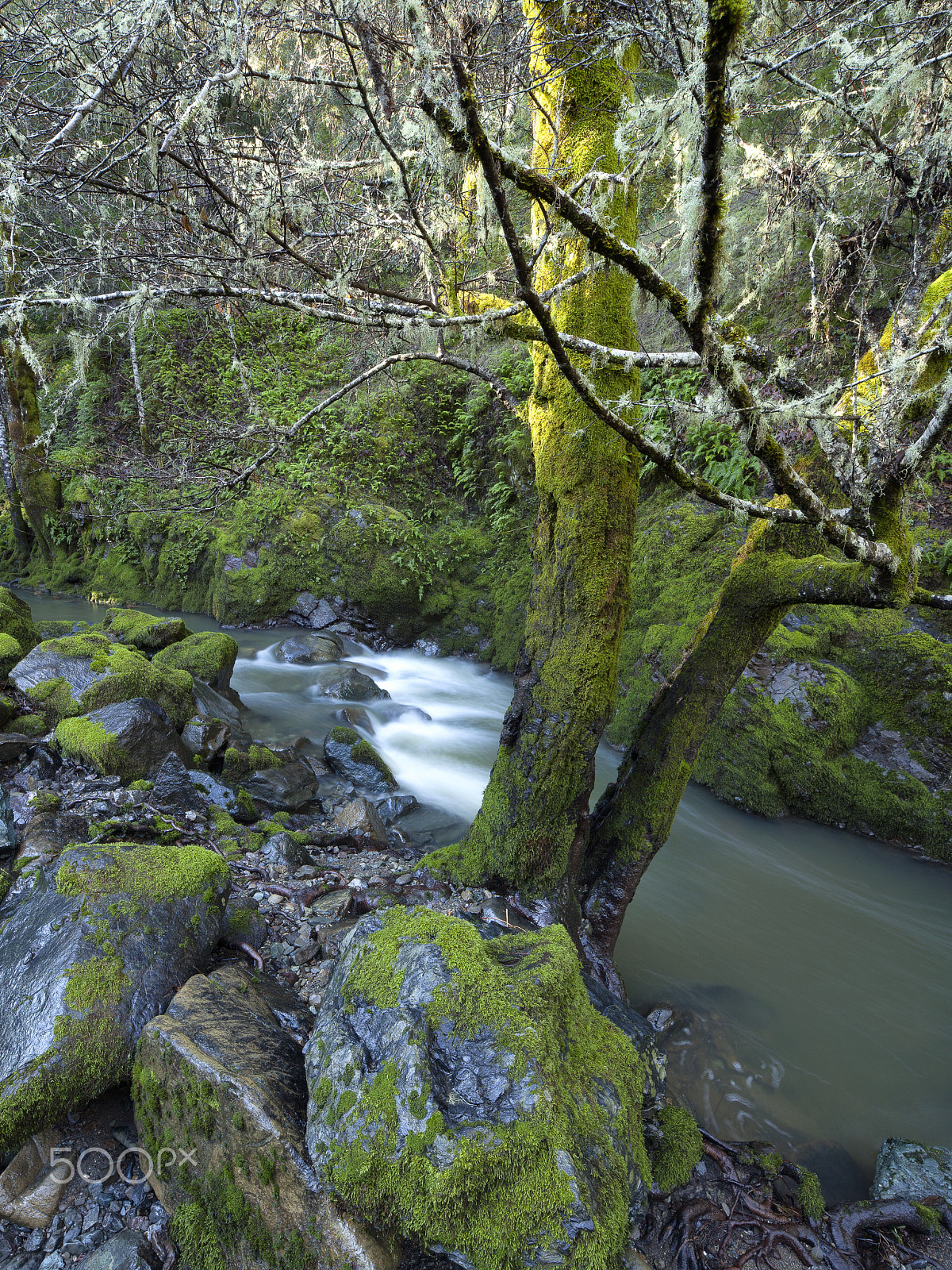 Canon TS-E 24.0mm f/3.5 L II sample photo. Trees covered in moss always fascinate me. i took this photograph near occidental, california. photography