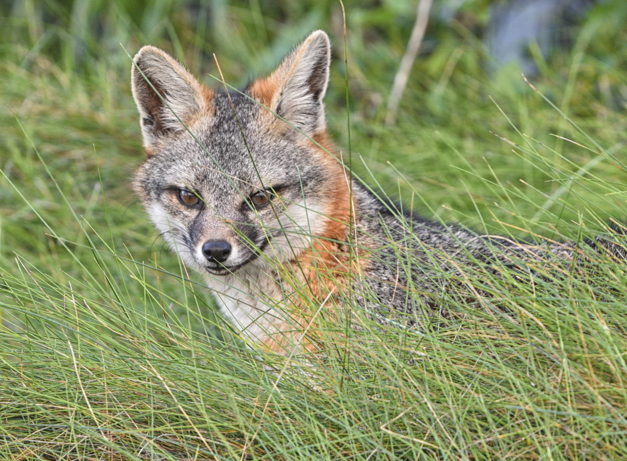 AF-S Zoom-Nikkor 80-200mm f/2.8D IF-ED sample photo. The fox photography