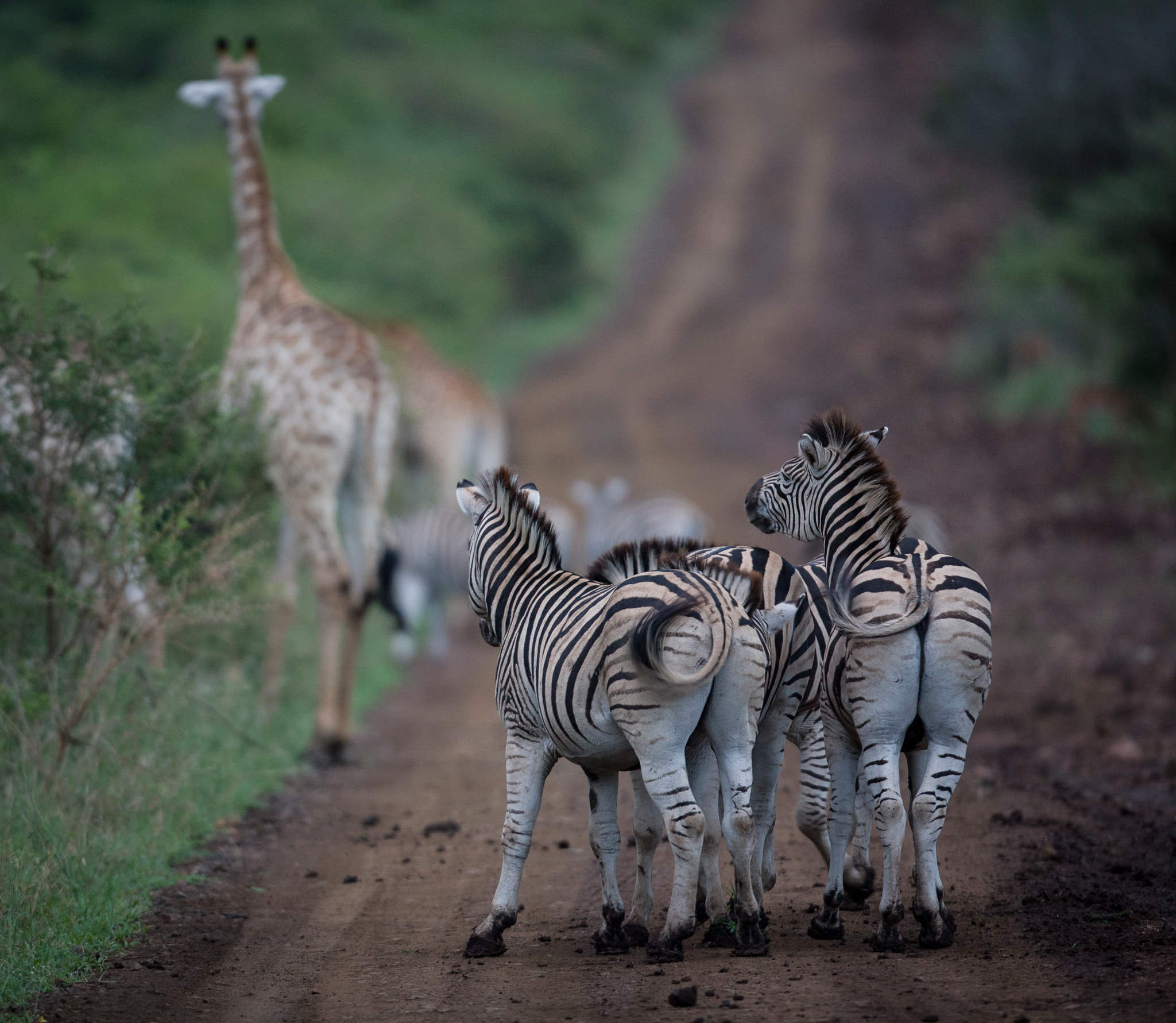 Canon EOS-1Ds Mark II + Canon EF 400mm F2.8L IS USM sample photo. Zebra tails photography