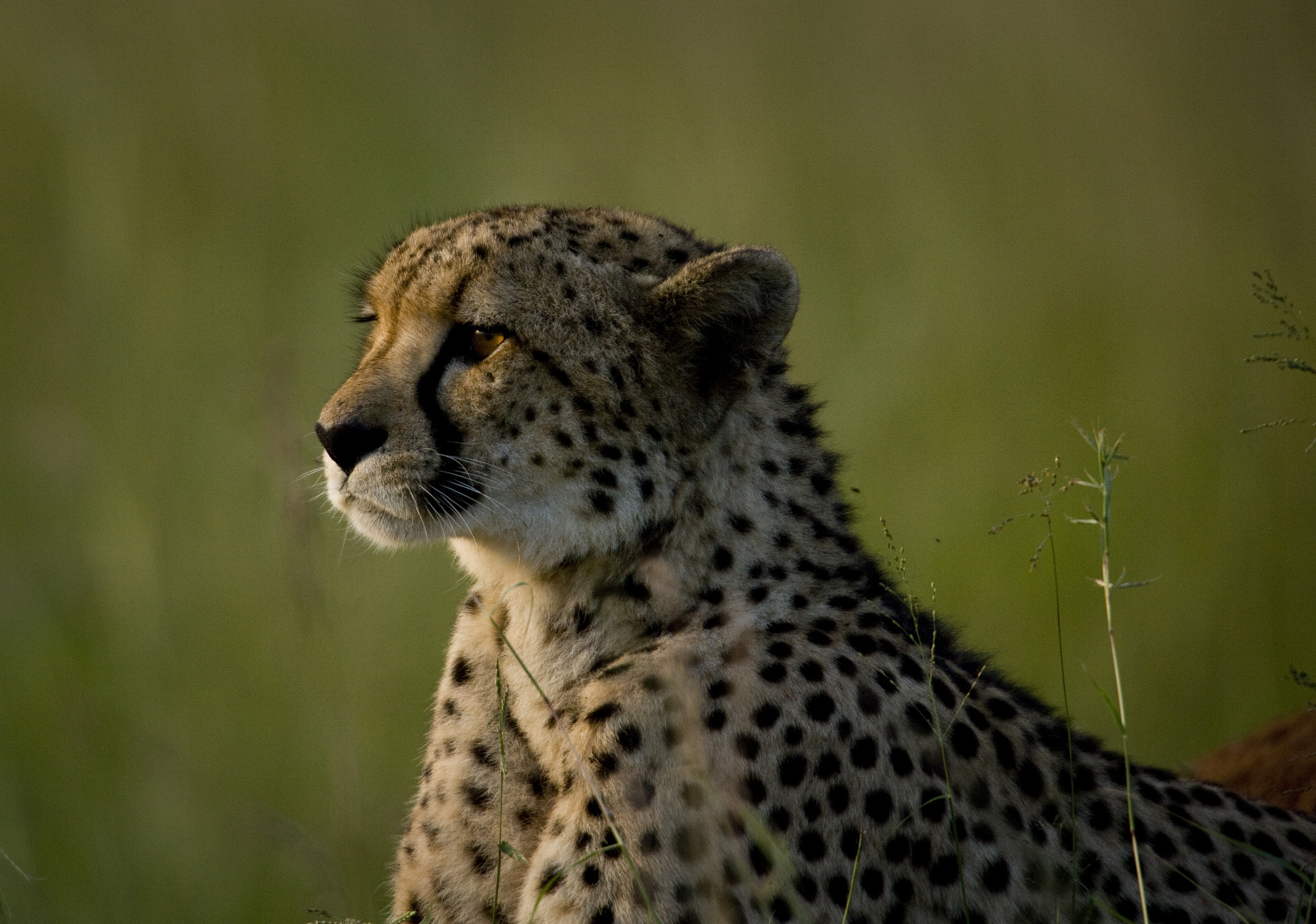 Canon EOS-1Ds Mark II sample photo. Cheetah cub at sunset photography