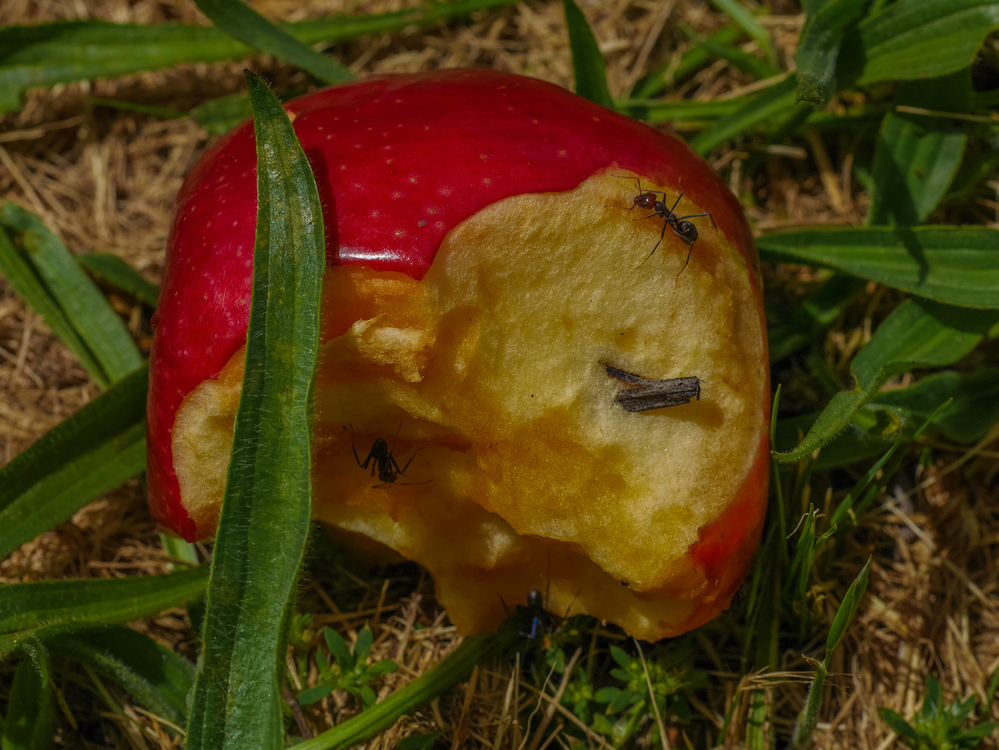 Panasonic DMC-GM1S sample photo. Abundance - ant on discarded apple photography