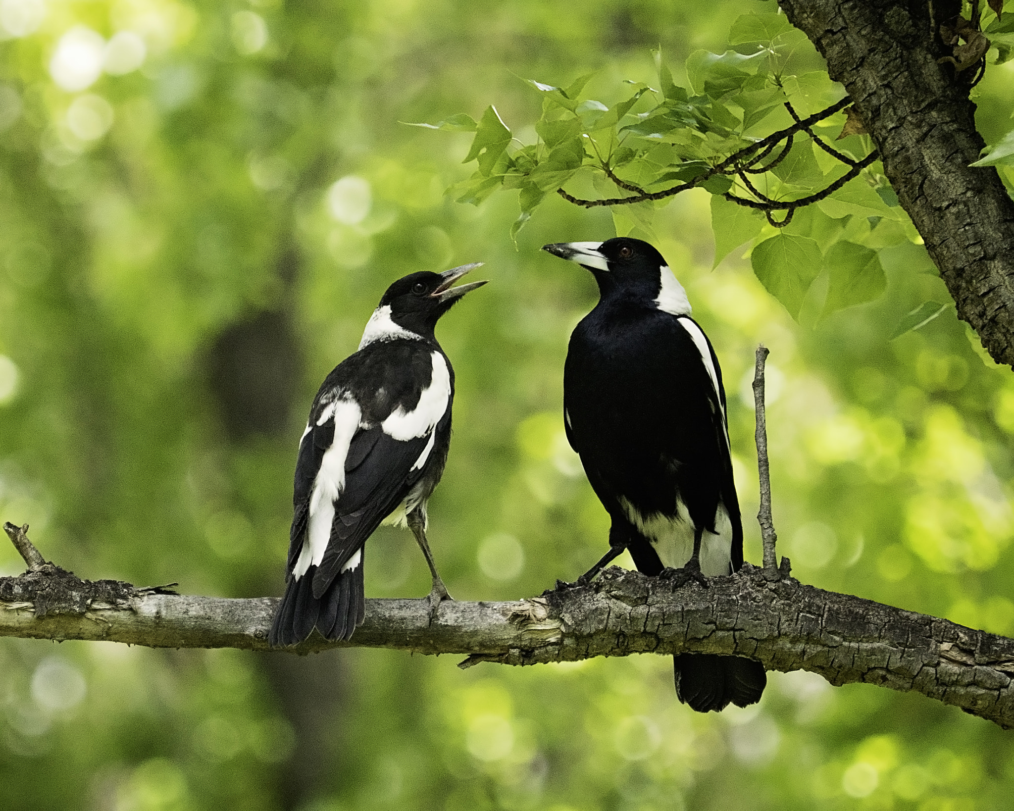 Panasonic Lumix DMC-GH4 + Olympus M.Zuiko Digital ED 40-150mm F2.8 Pro sample photo. Magpies in the park photography