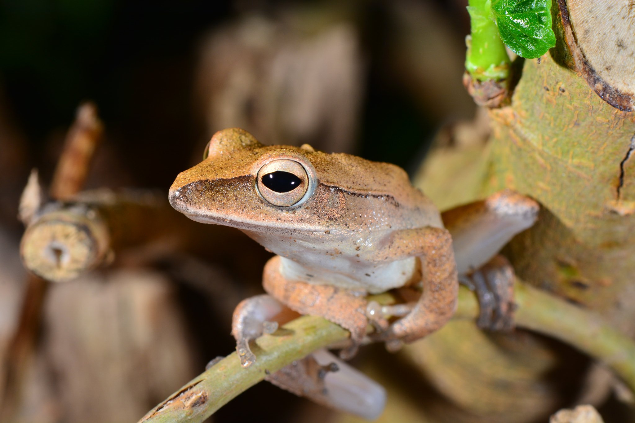 Nikon AF-S DX Micro-Nikkor 85mm F3.5G ED VR sample photo. Tree frog photography