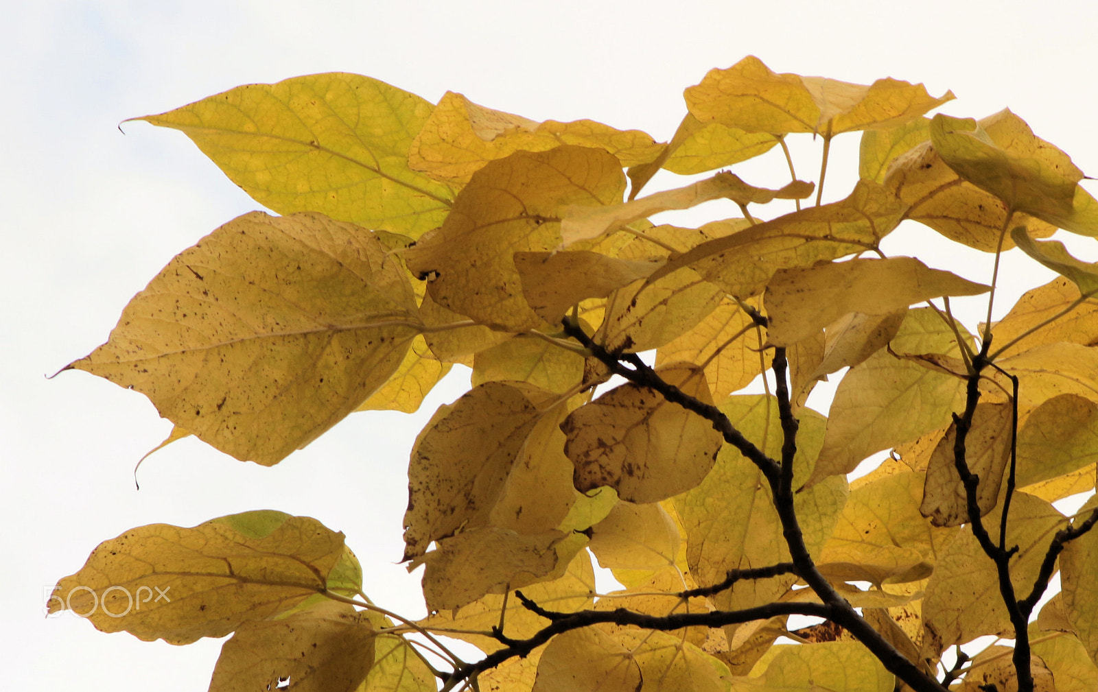 Canon EF 28-105mm f/3.5-4.5 USM sample photo. Autumn yellow photography